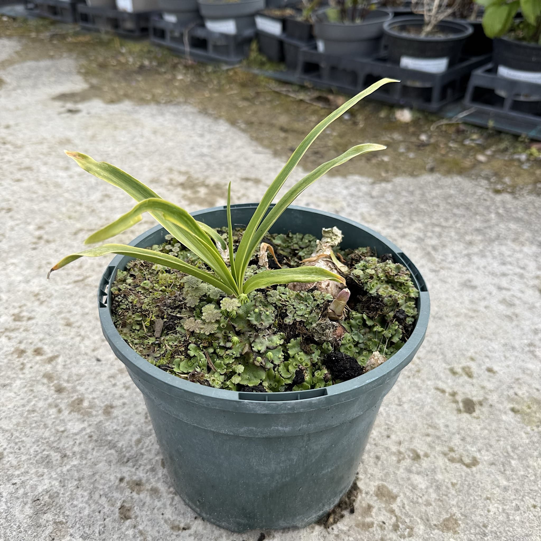 Nerine bowdenii