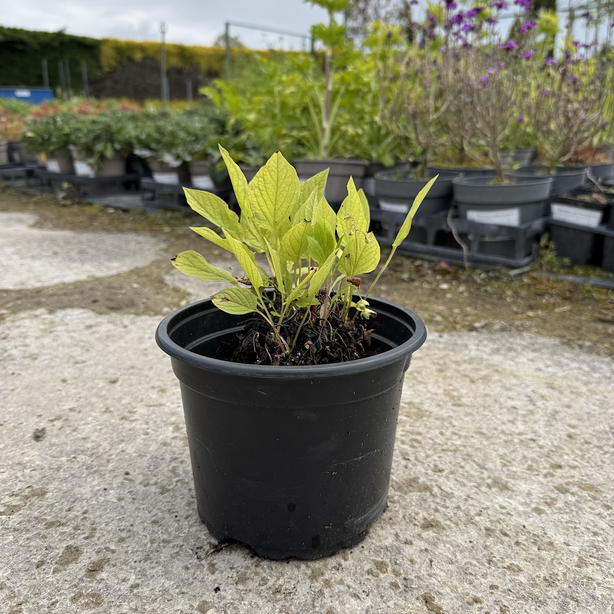 Omphalodes verna