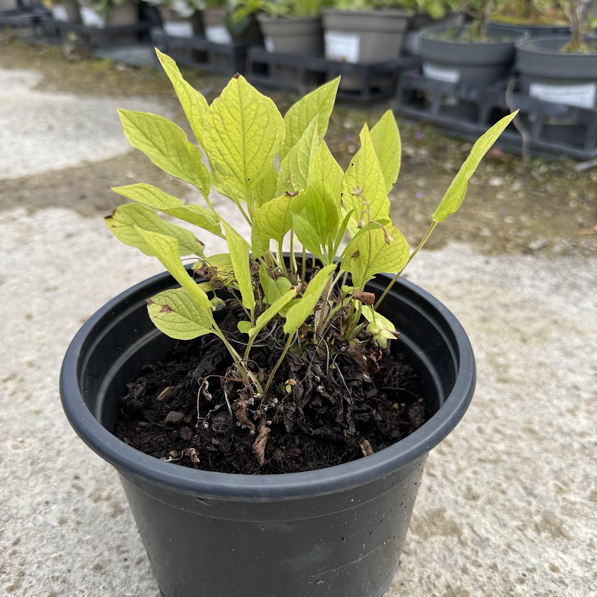 Omphalodes verna