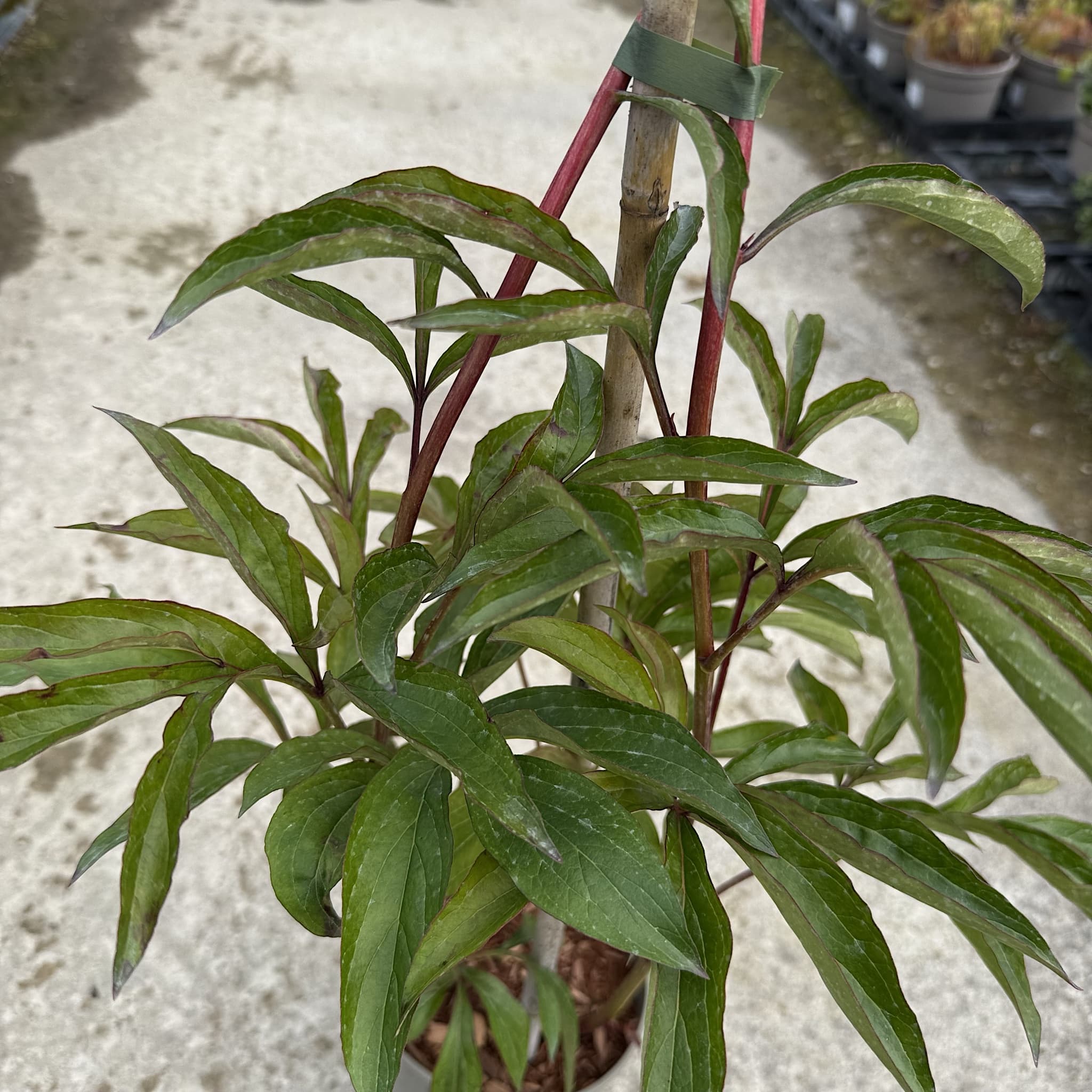 Paeonia 'Boule de Neige'
