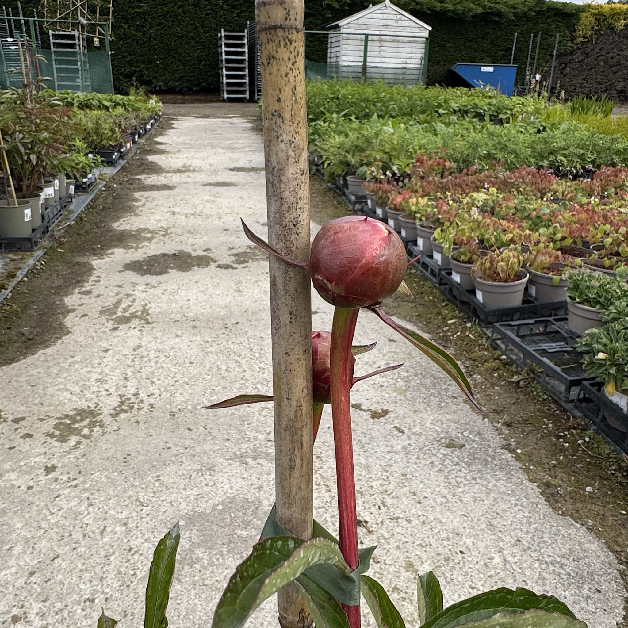 Paeonia 'Boule de Neige'