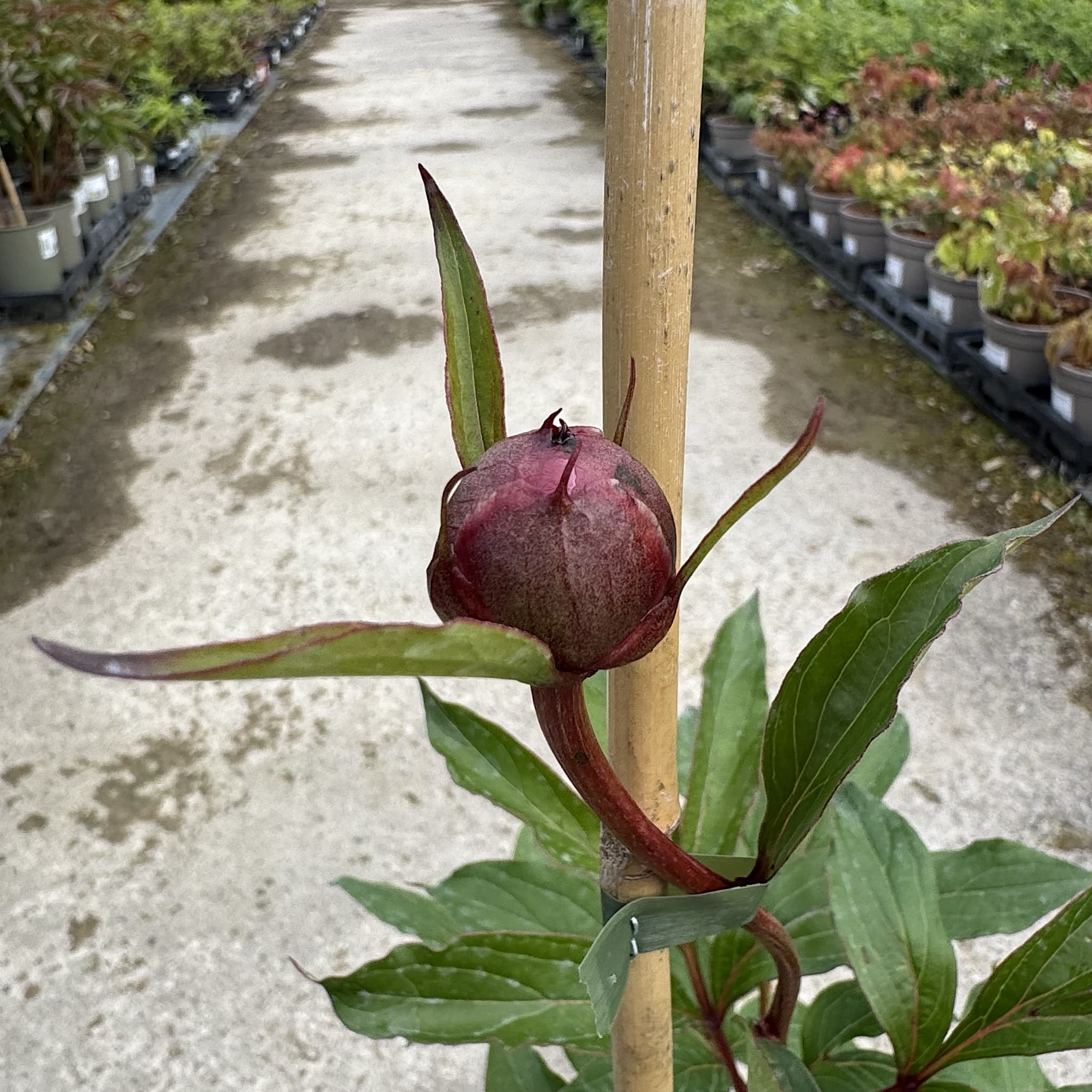 Paeonia 'Bowl of Beauty'