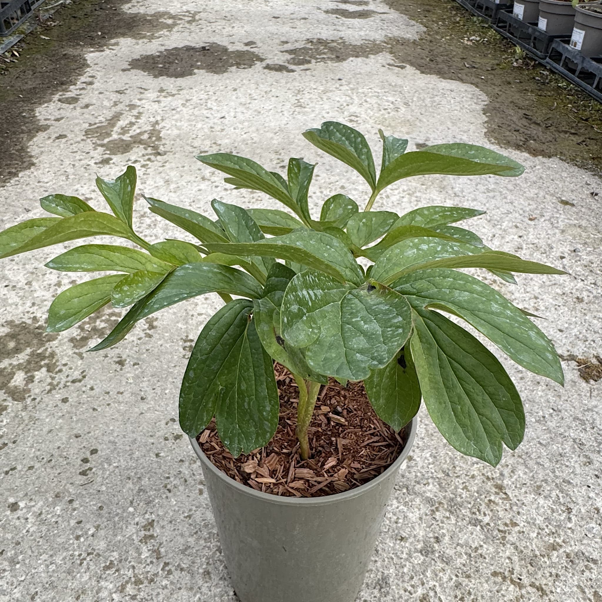 Paeonia 'Cytherea'