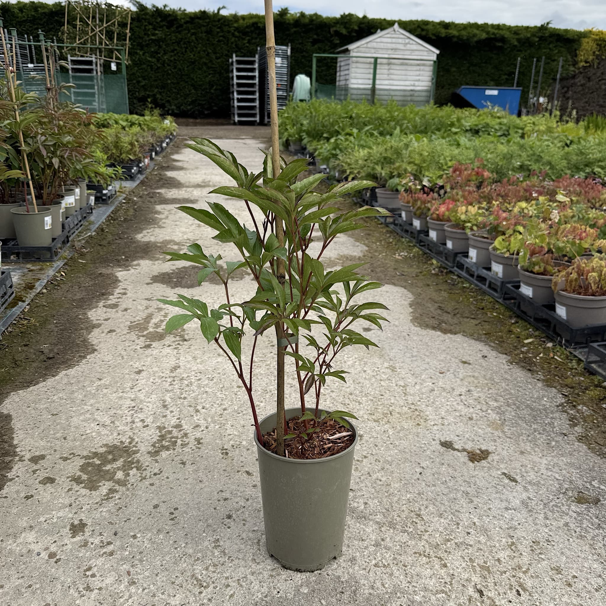 Paeonia 'Duchesse de Nemours'