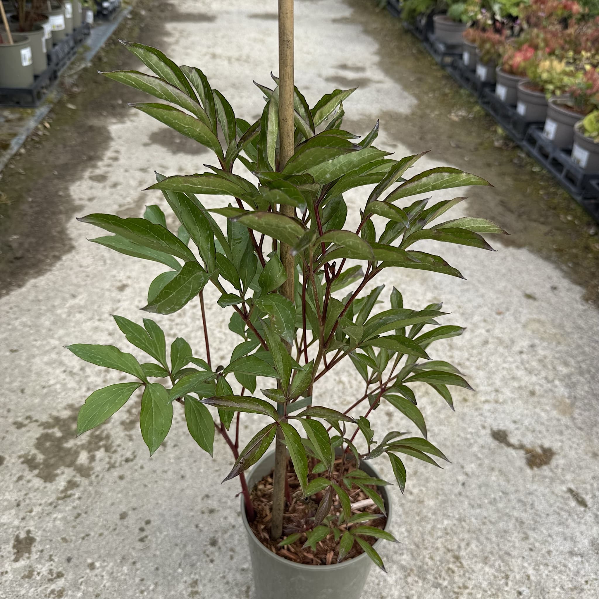 Paeonia 'Duchesse de Nemours'