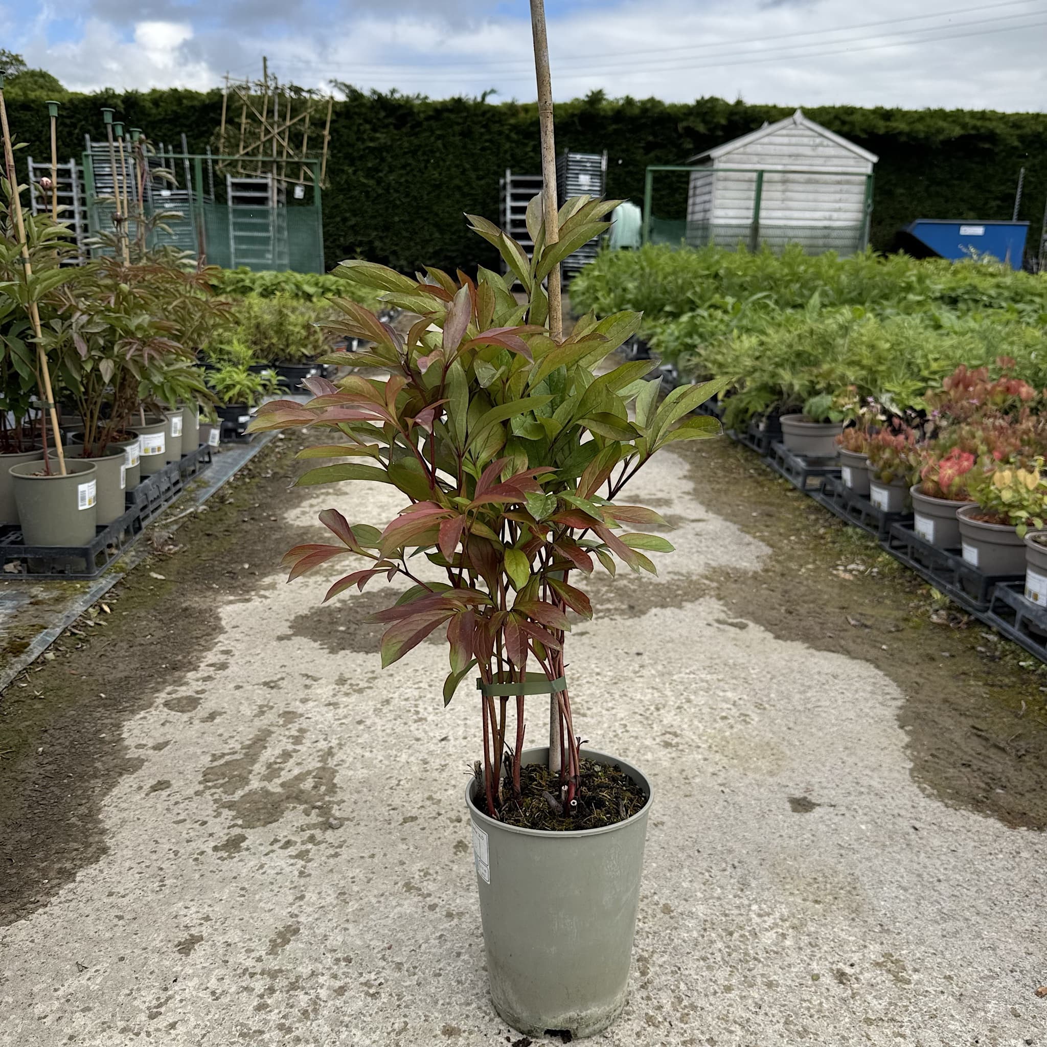 Paeonia 'Edulis Superba'