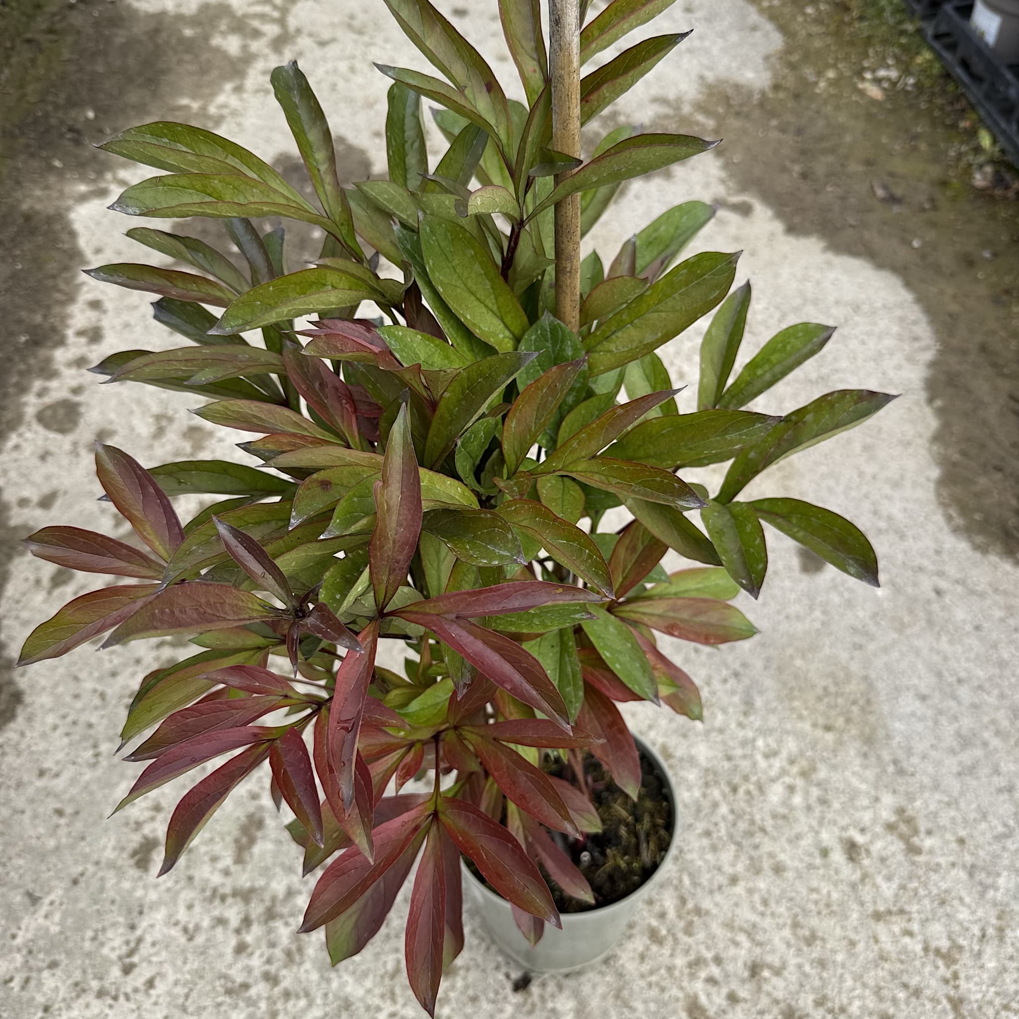 Paeonia 'Edulis Superba'