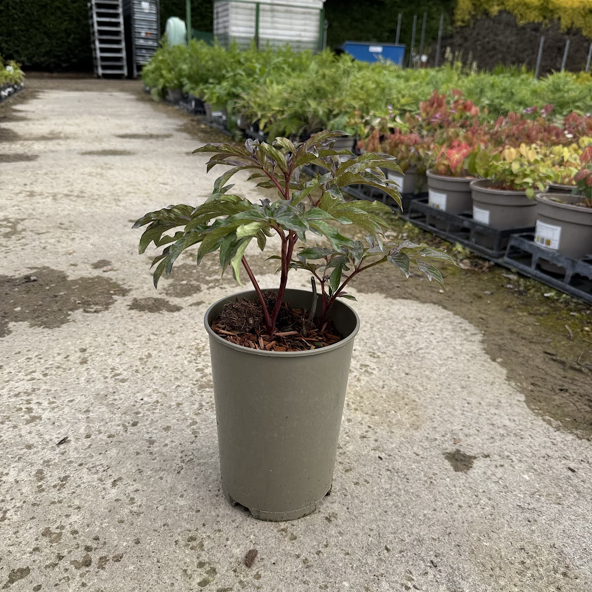 Paeonia 'Felix Crousse'