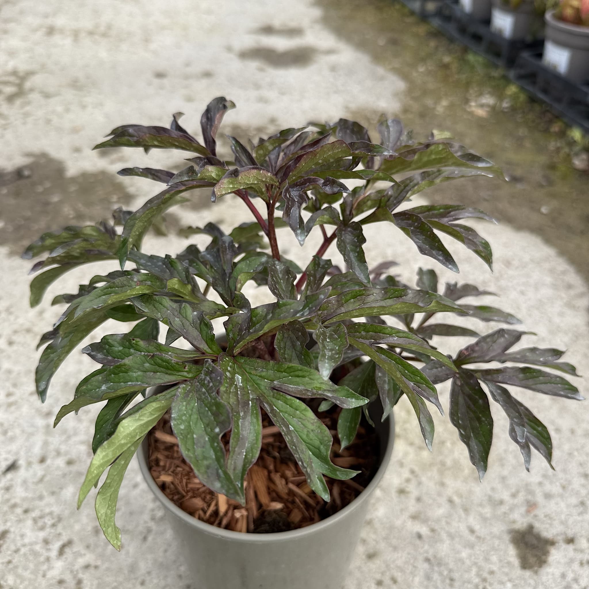 Paeonia 'Felix Crousse'