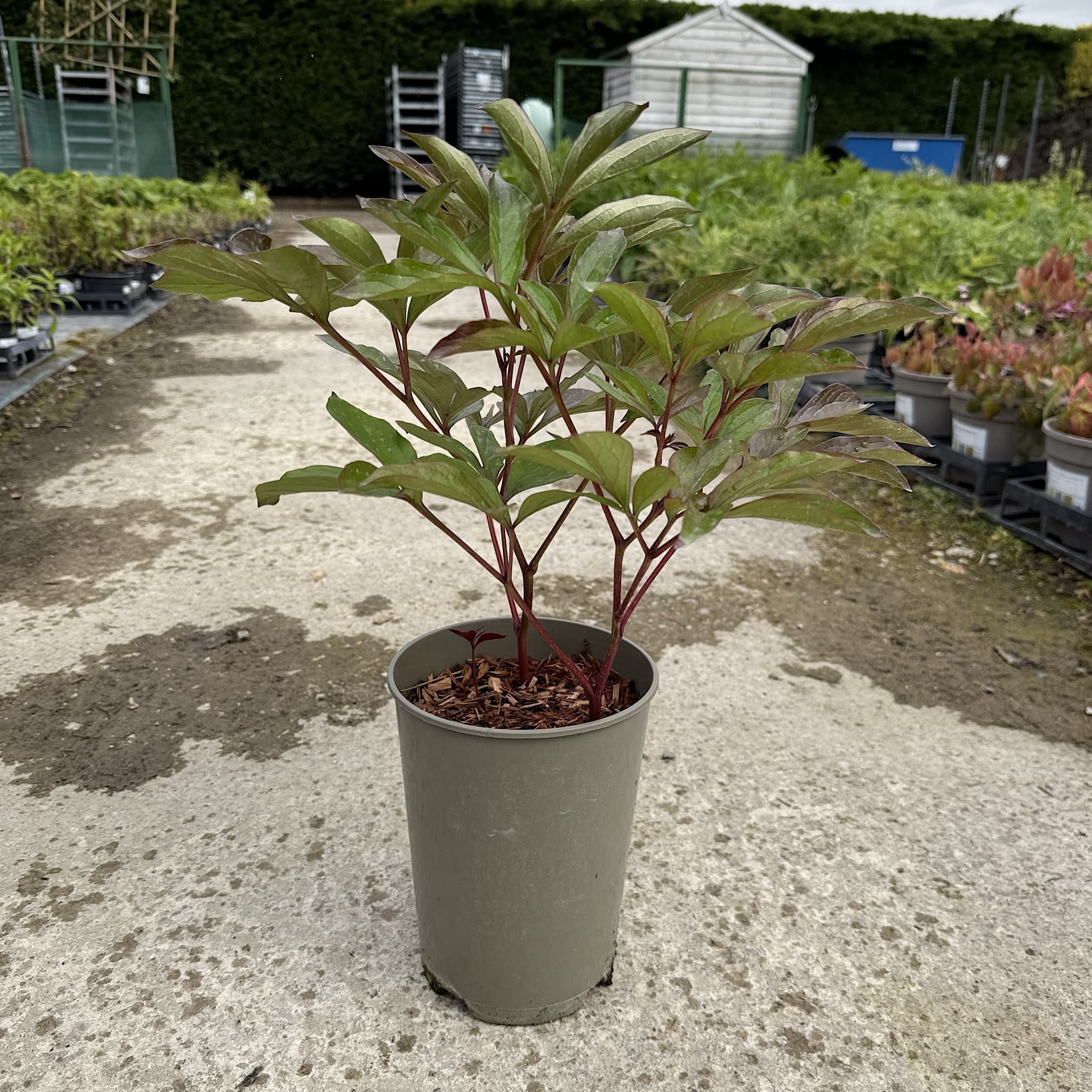Paeonia 'Immaculee'