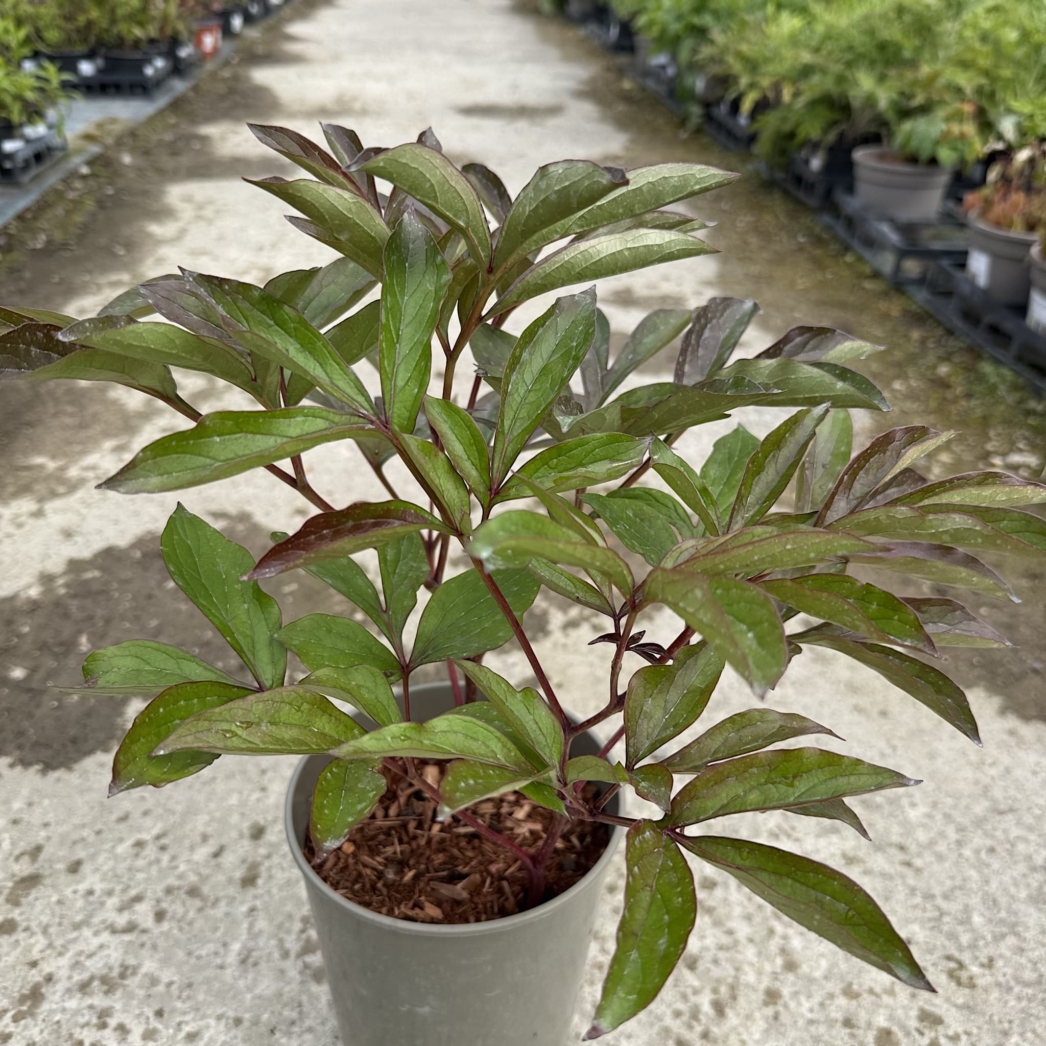 Paeonia 'Immaculee'