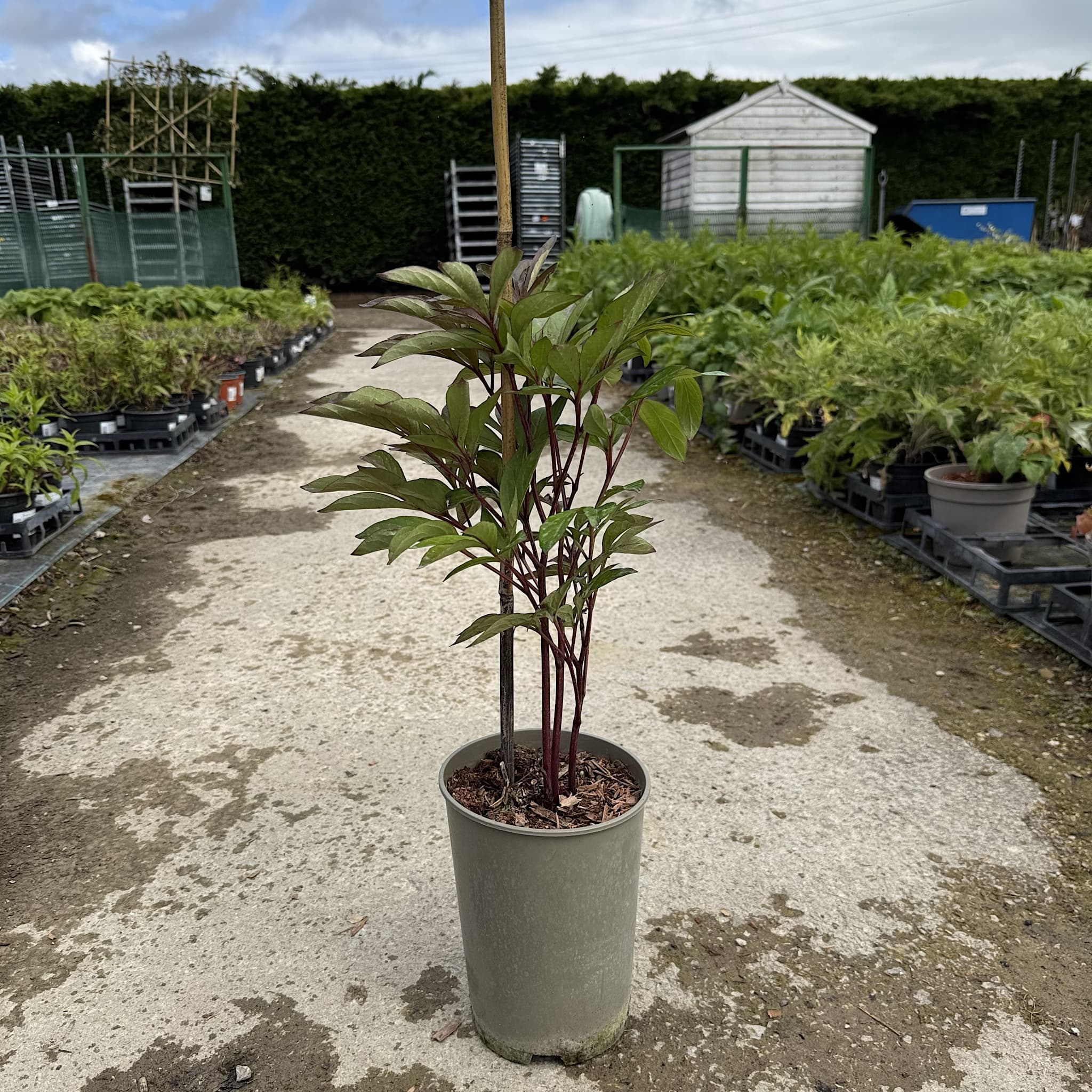 Paeonia 'Inspecteur Lavergne'