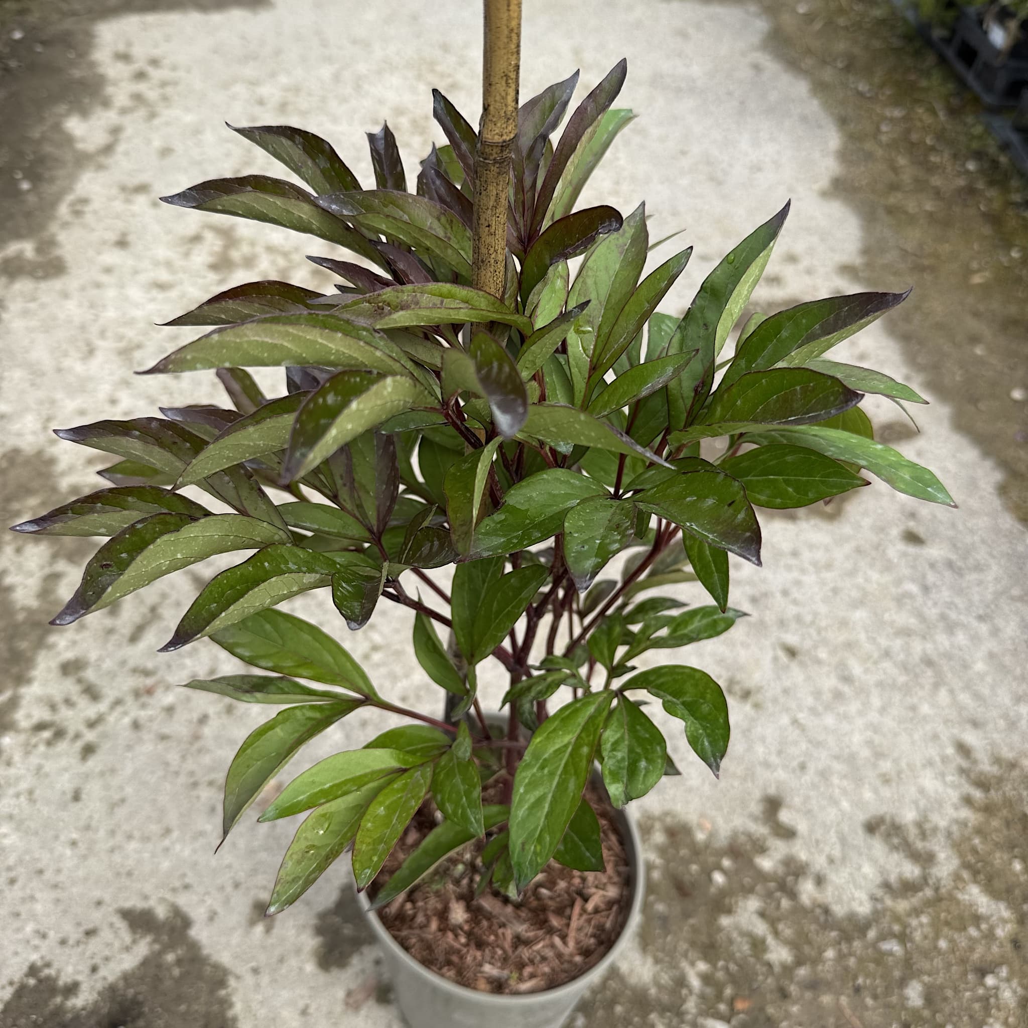 Paeonia 'Inspecteur Lavergne'