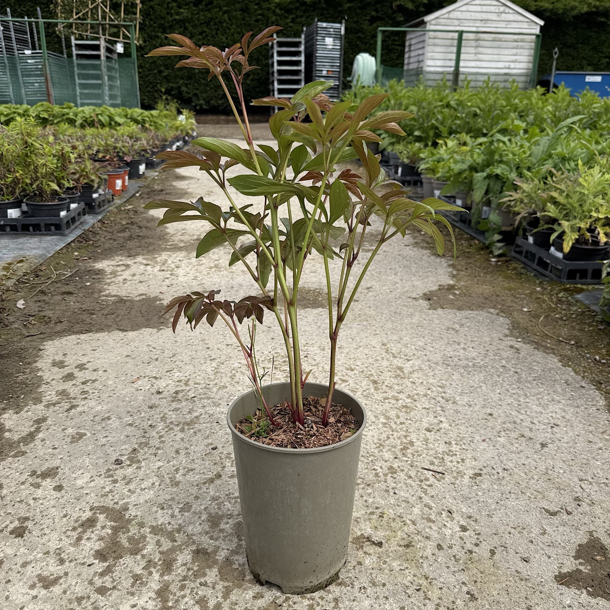 Paeonia 'Sarah Bernhardt'