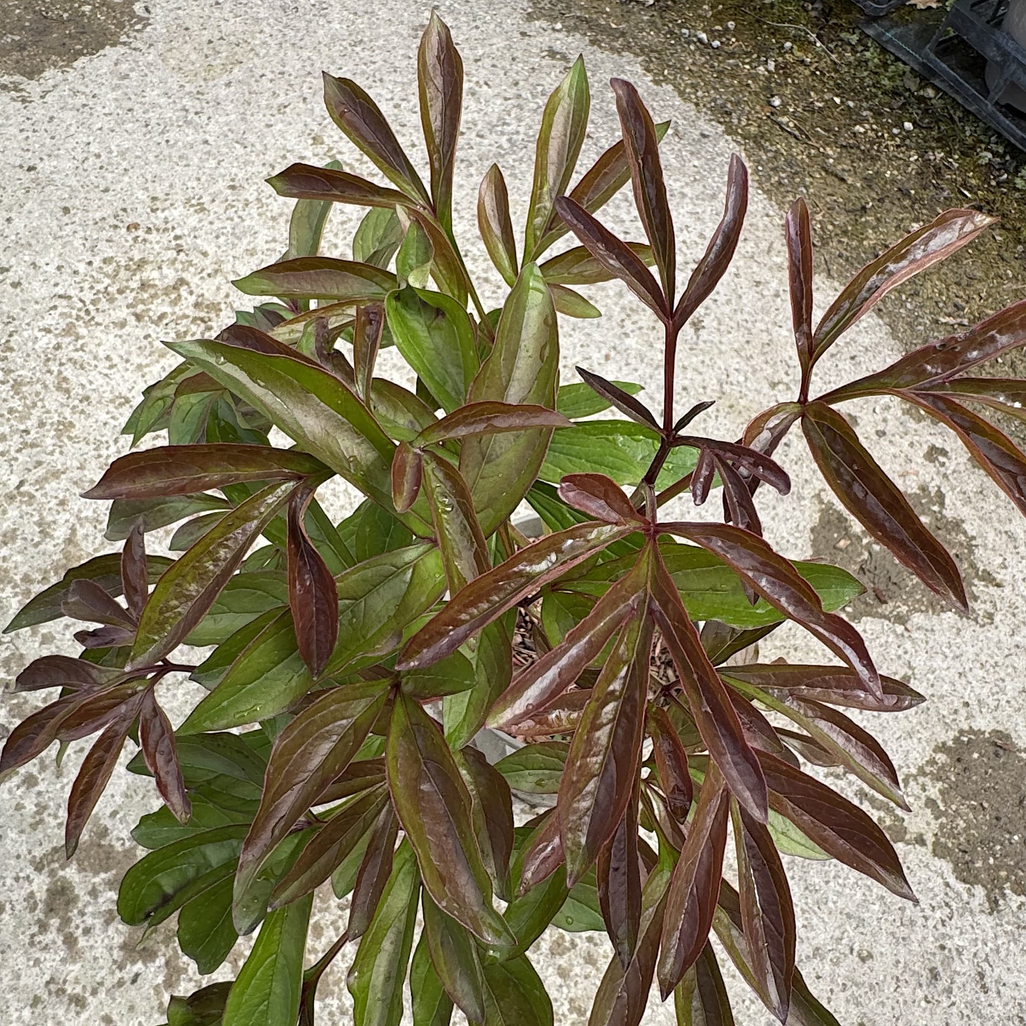 Paeonia 'Sarah Bernhardt'