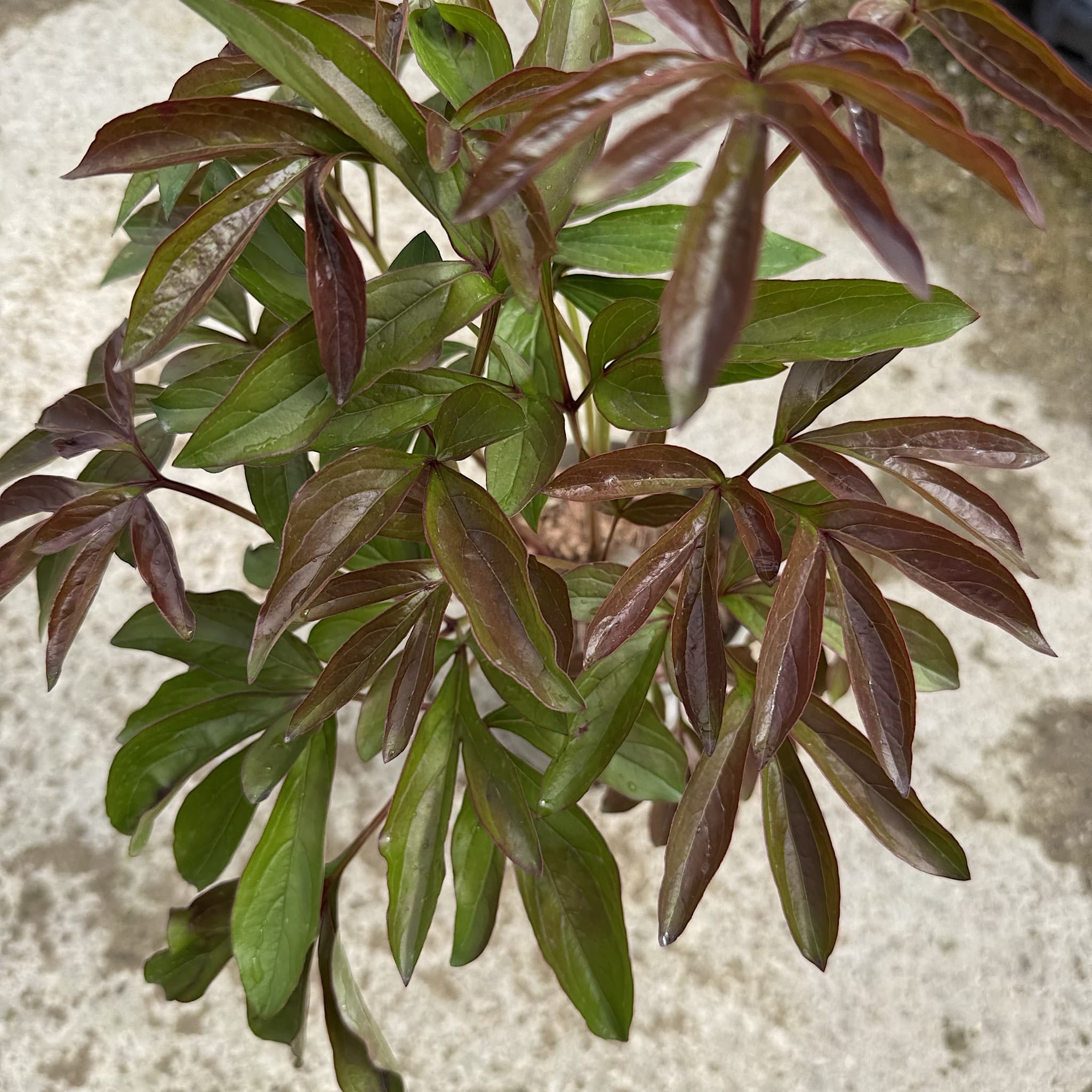 Paeonia 'Sarah Bernhardt'