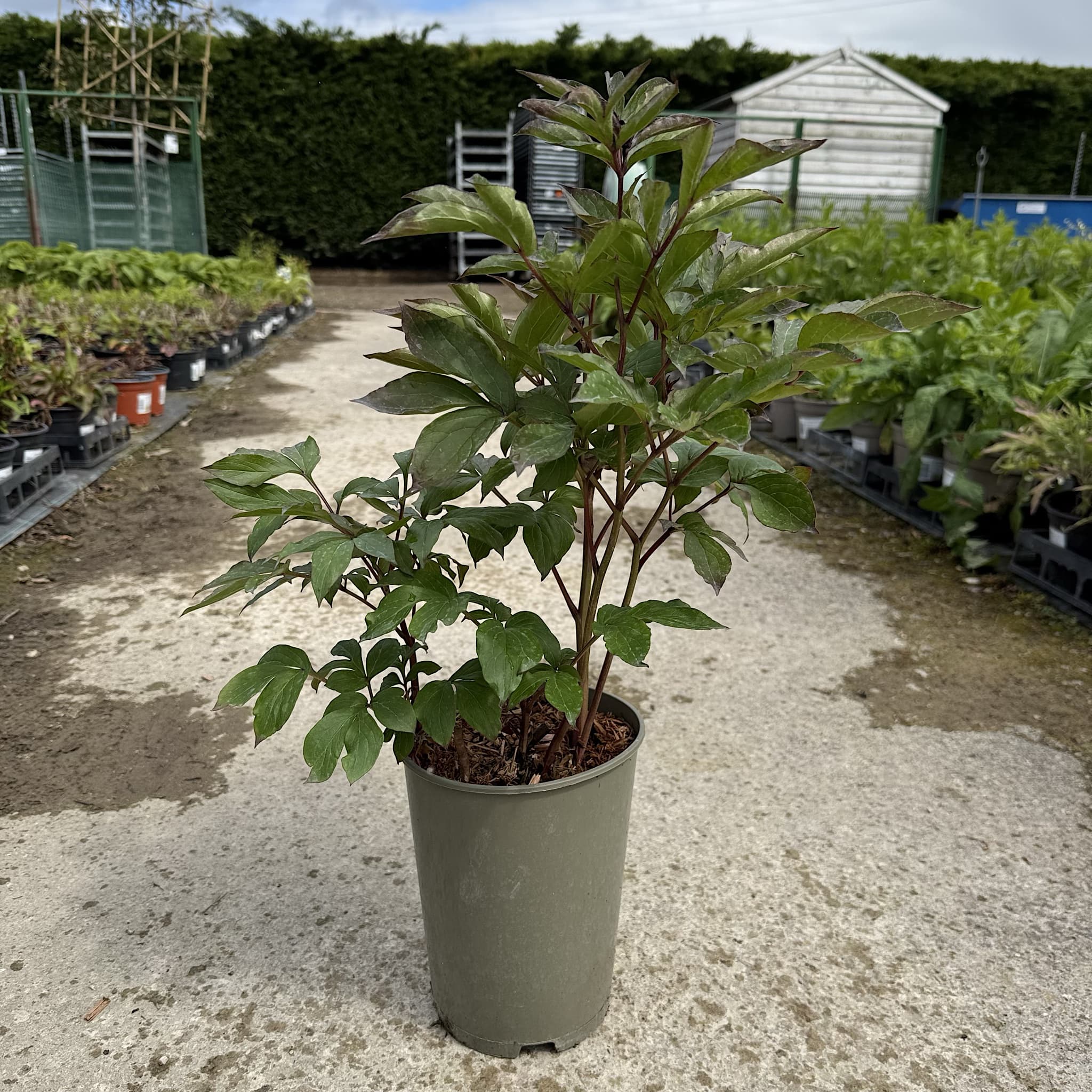 Paeonia 'Shirley Temple’