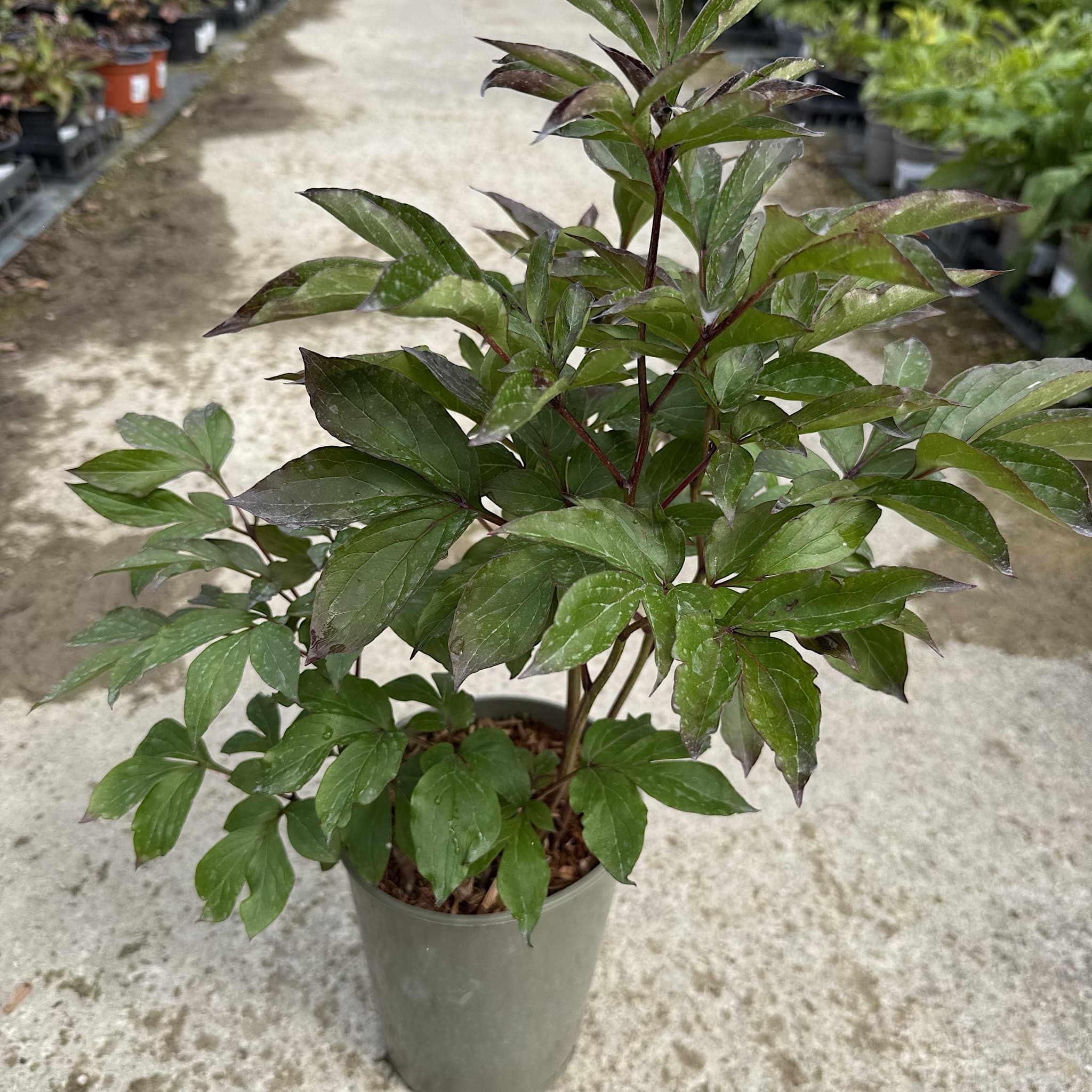 Paeonia 'Shirley Temple’