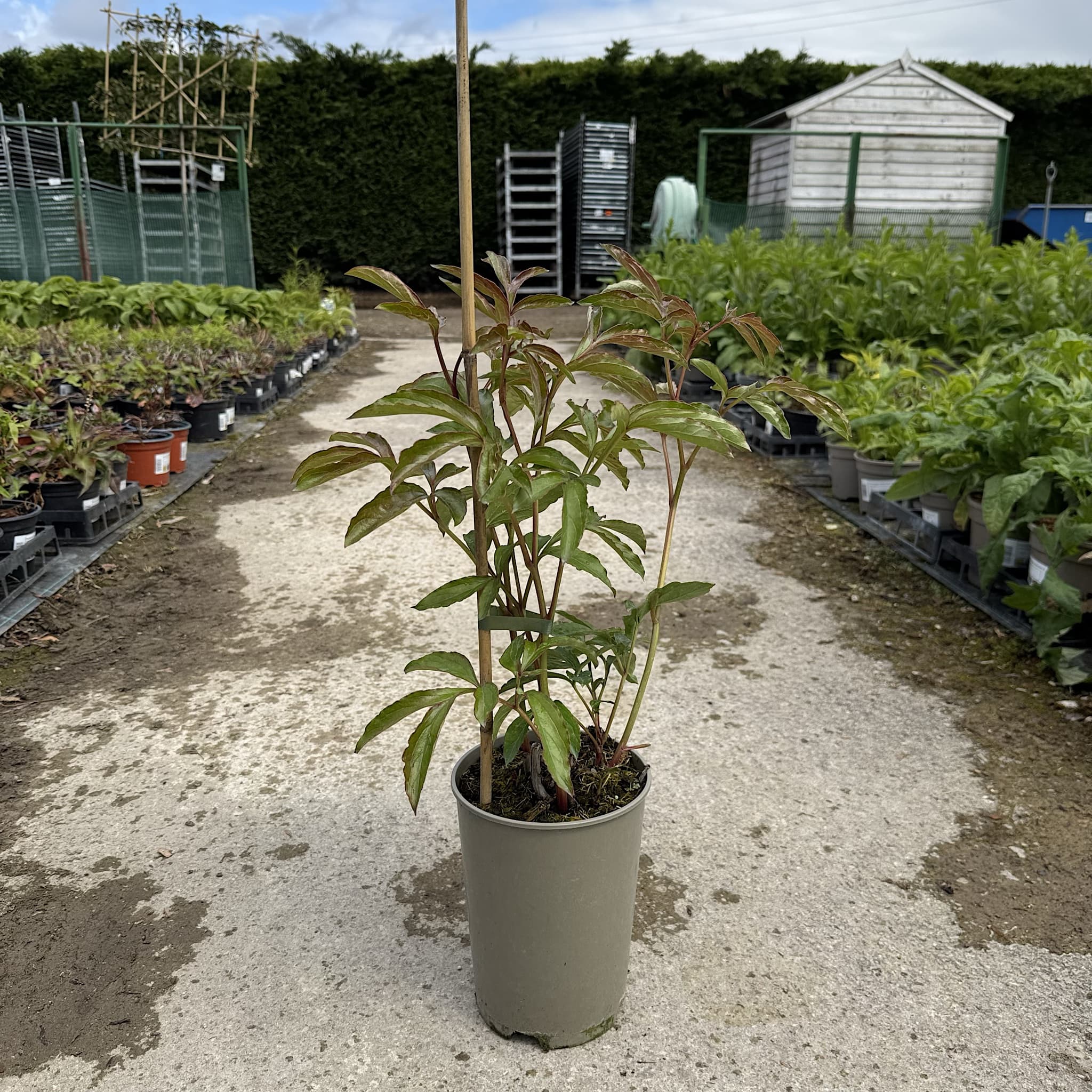 Paeonia 'Sorbet'