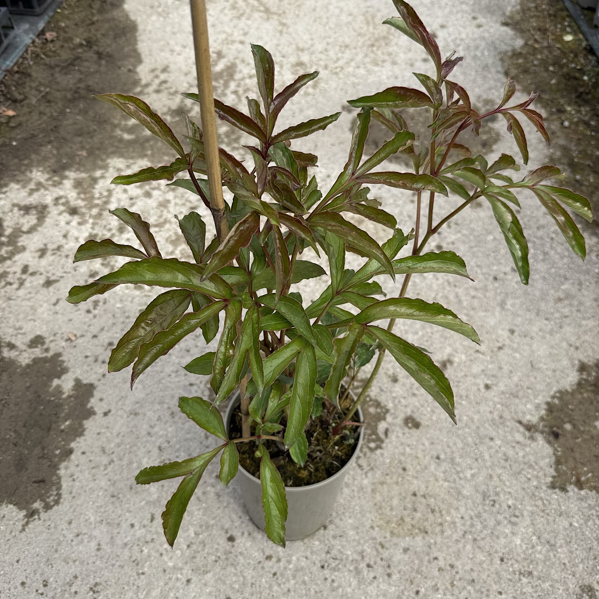 Paeonia 'Sorbet'