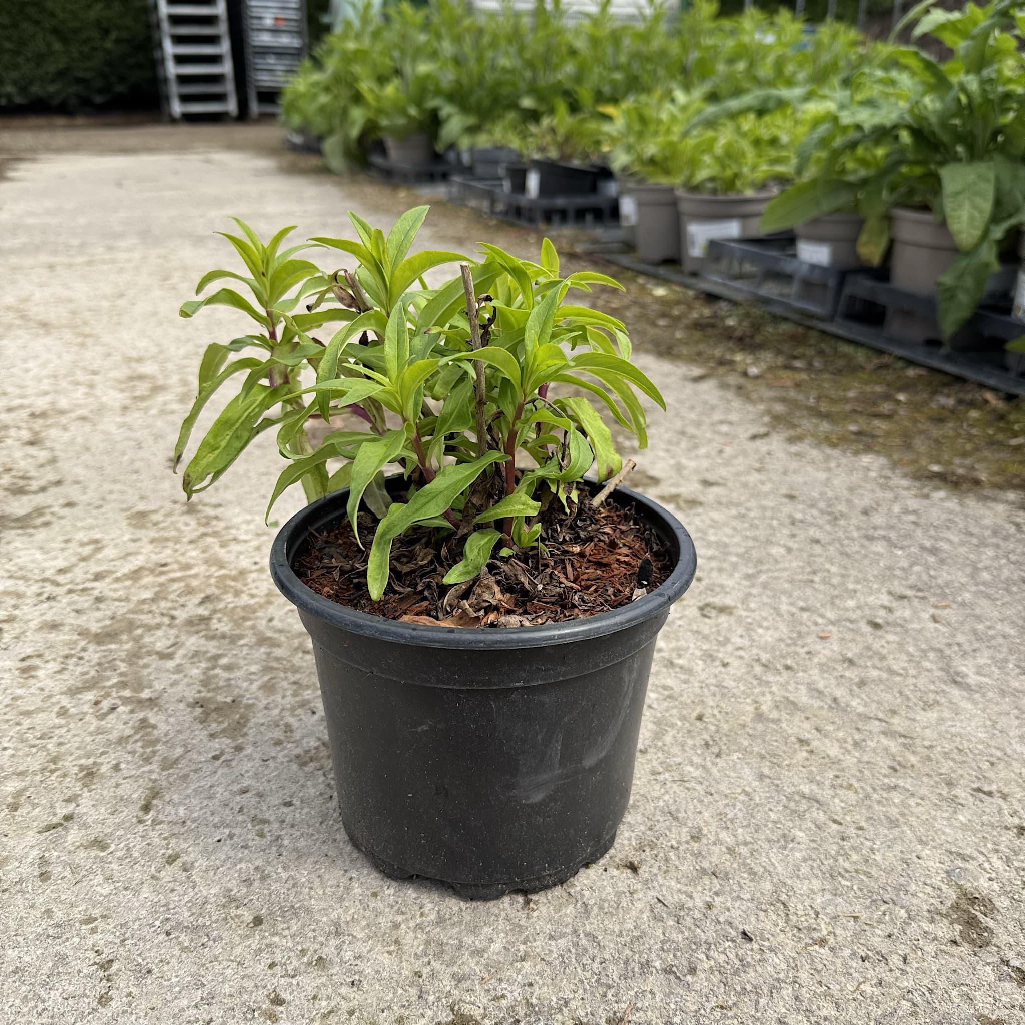 Penstemon 'Purple Passion'
