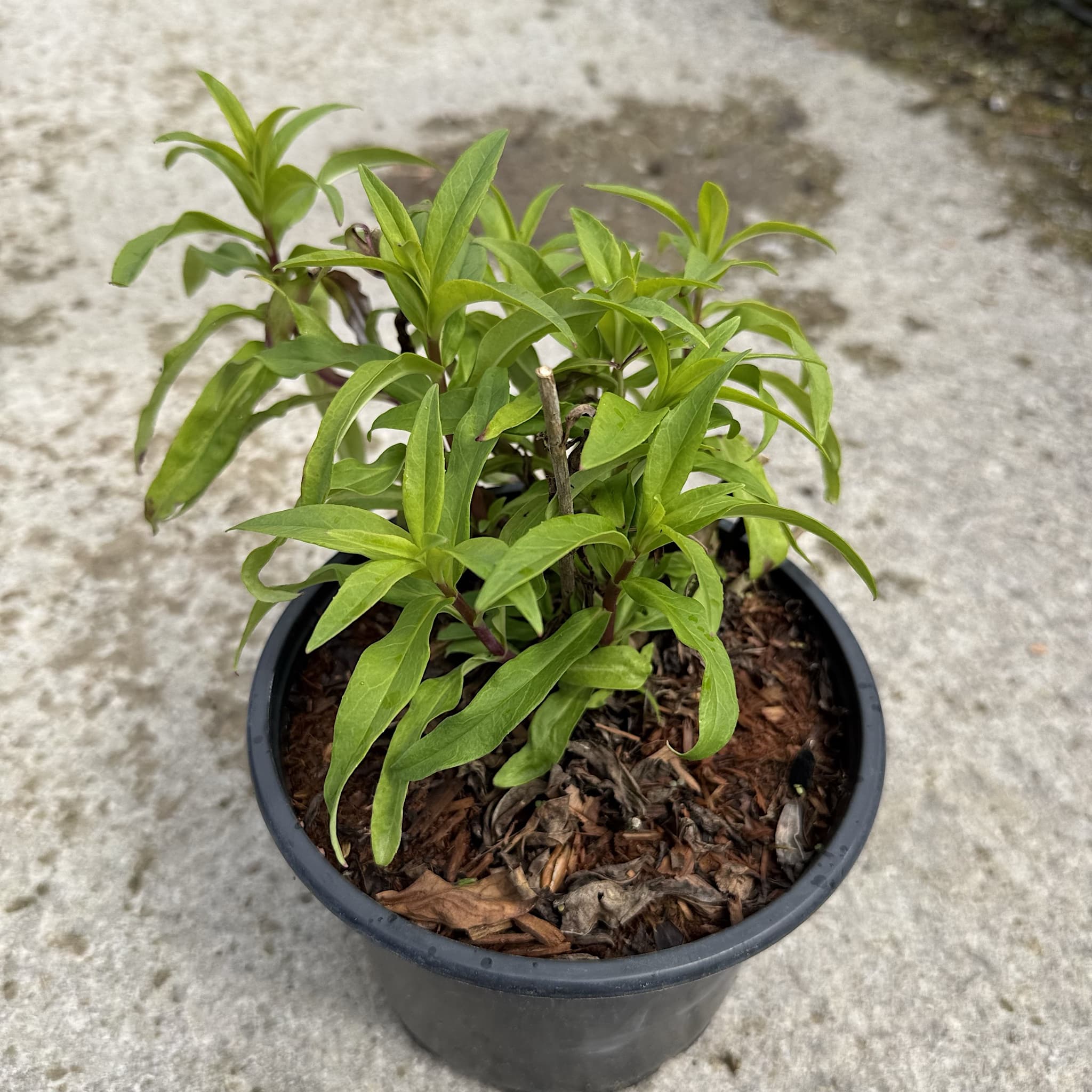 Penstemon 'Purple Passion'