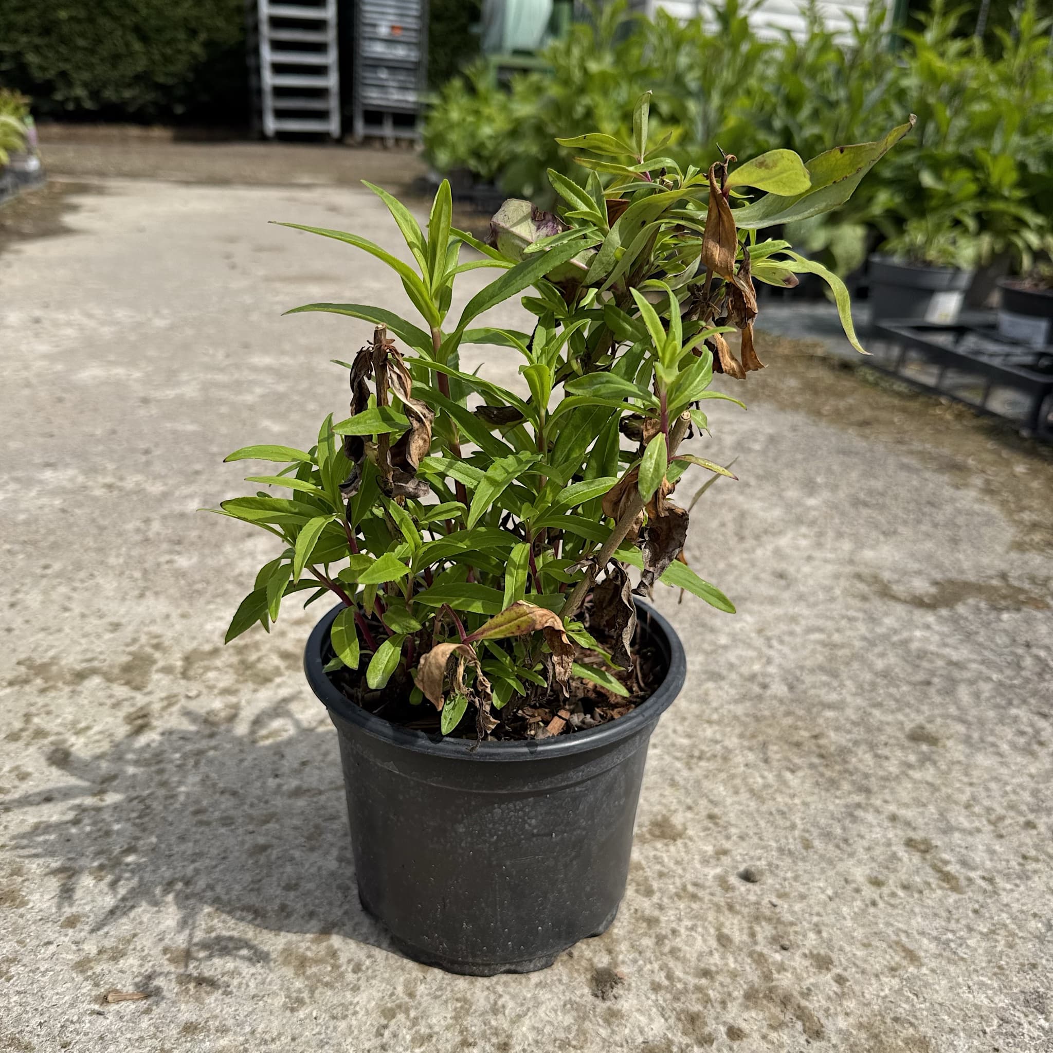 Penstemon 'Sour Grapes'