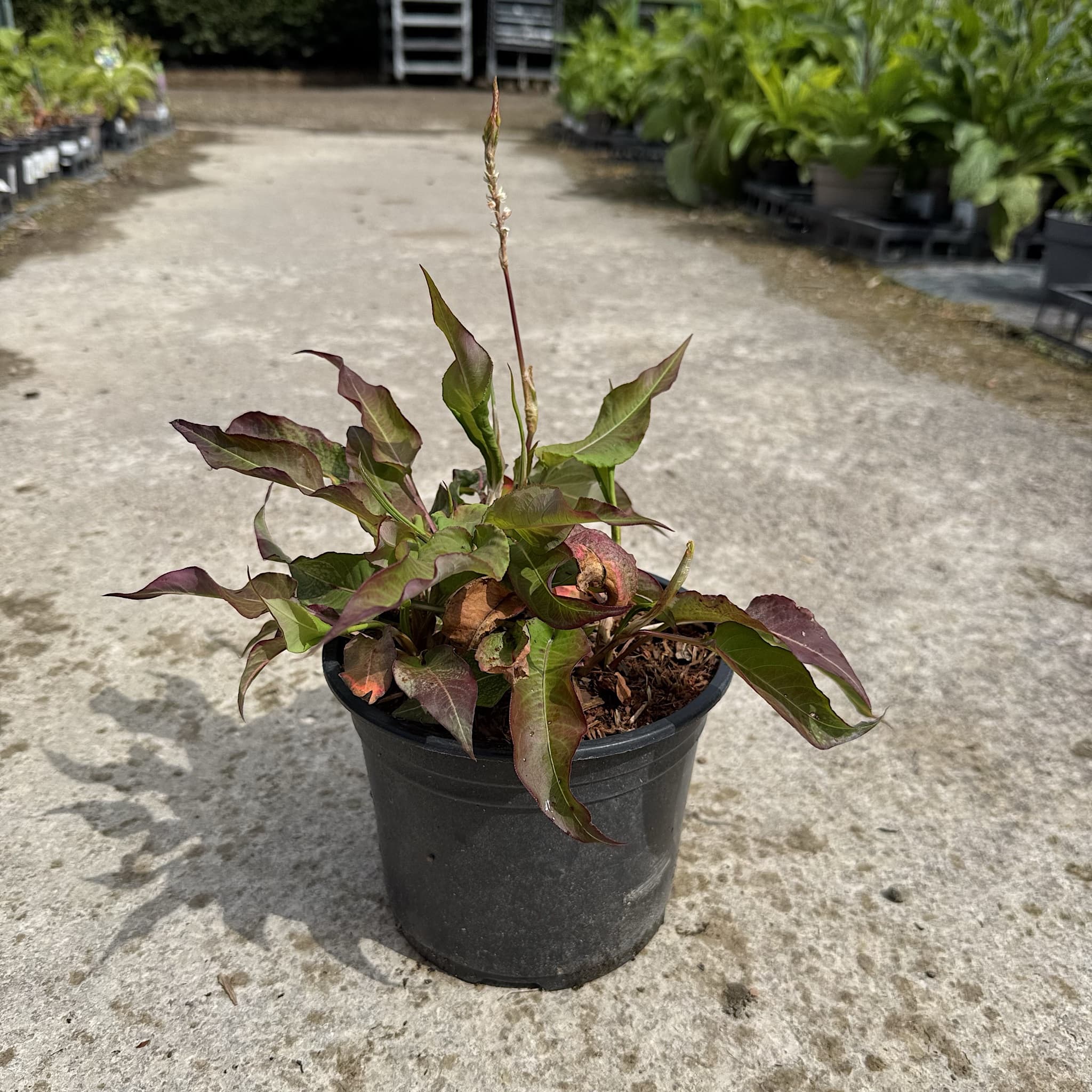 Persicaria amplexicaulis 'Alba'