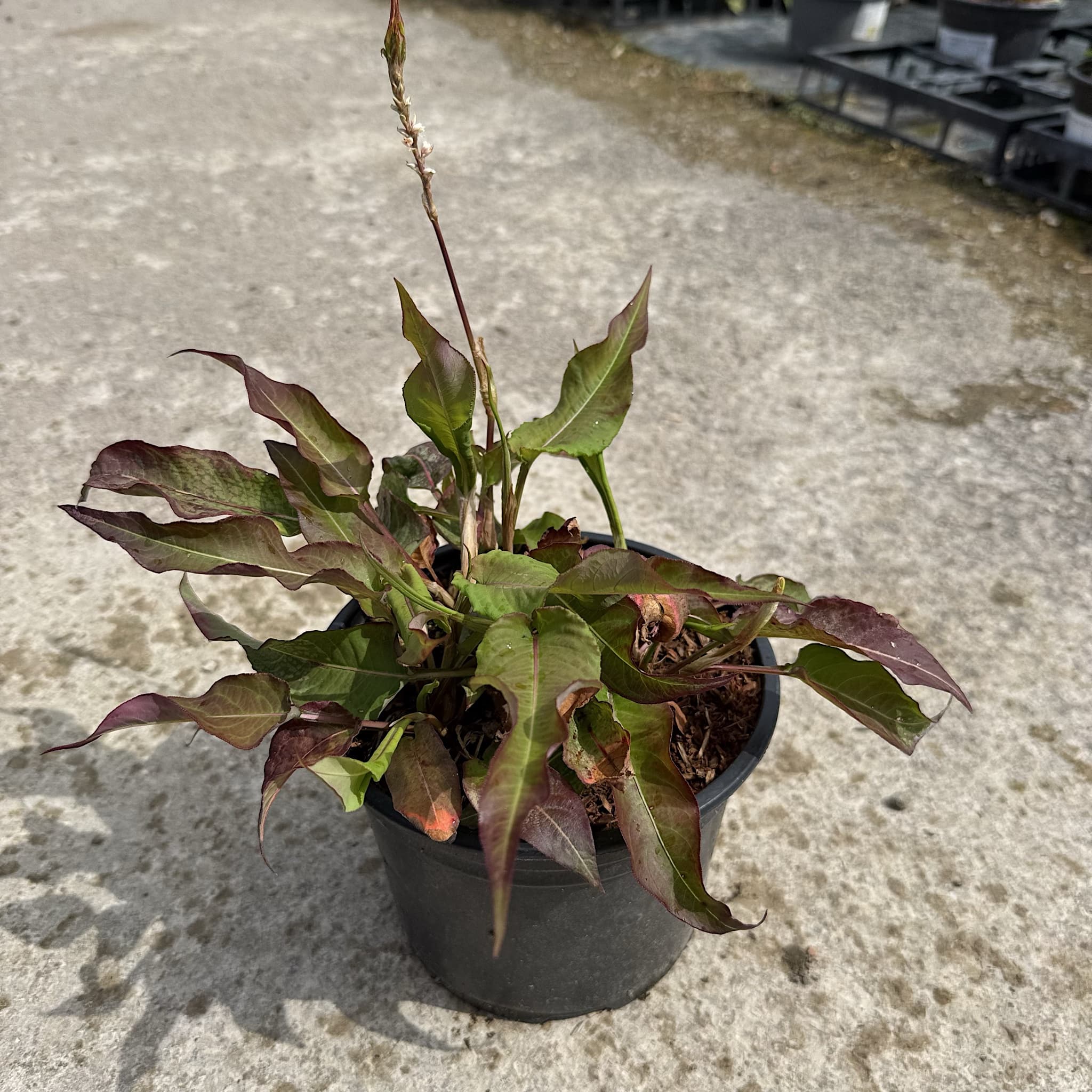 Persicaria amplexicaulis 'Alba'