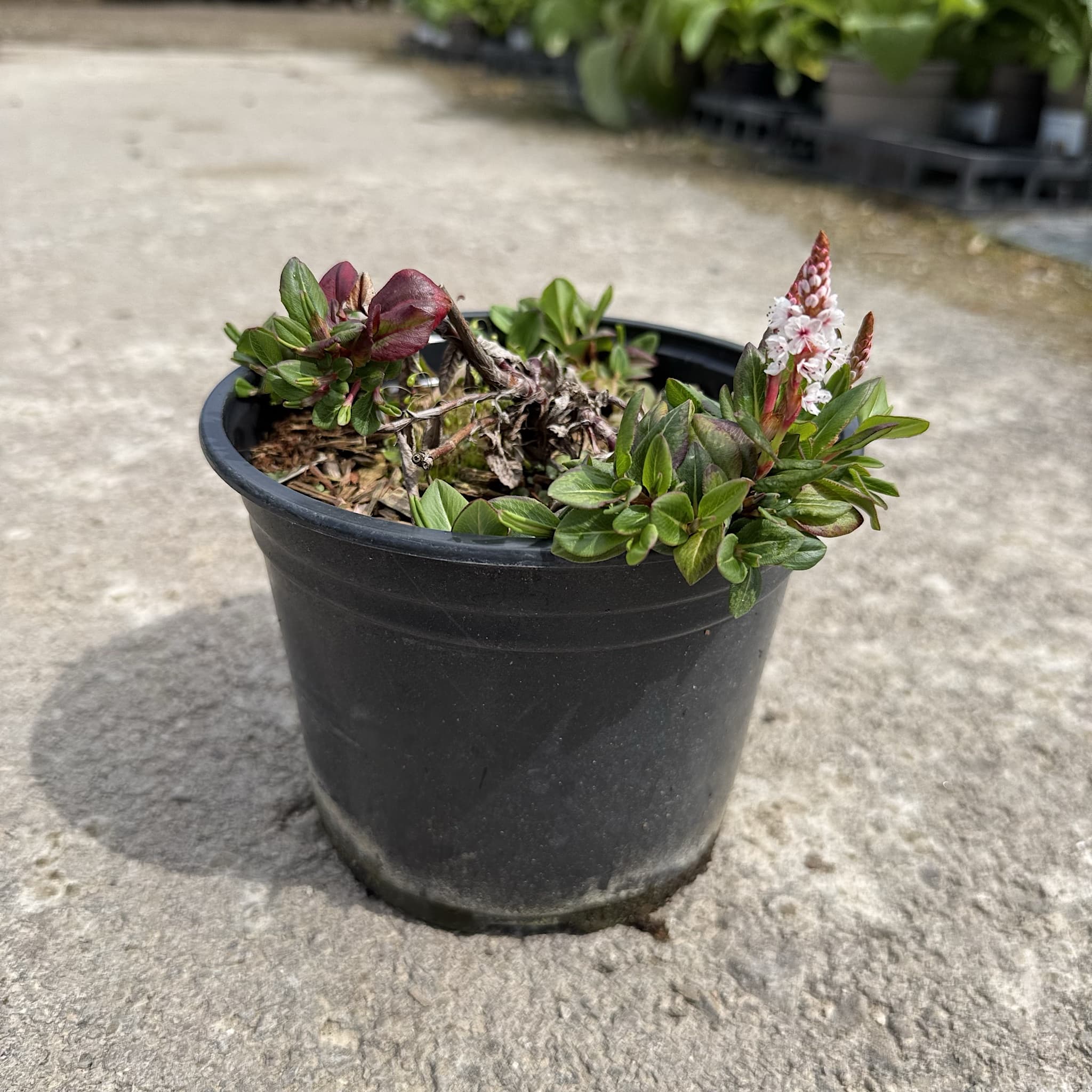 Persicaria 'Darjeeling Red'