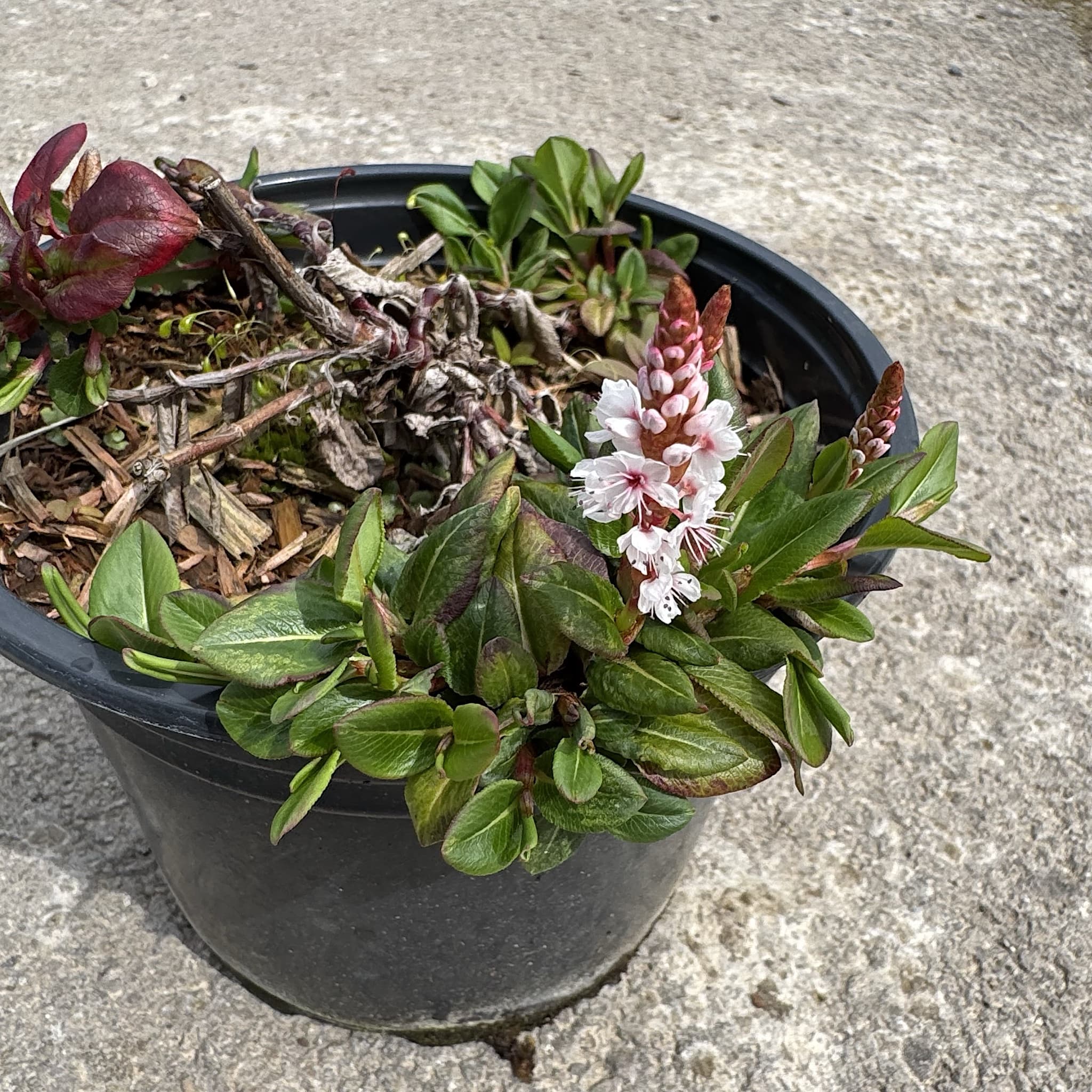 Persicaria 'Darjeeling Red'