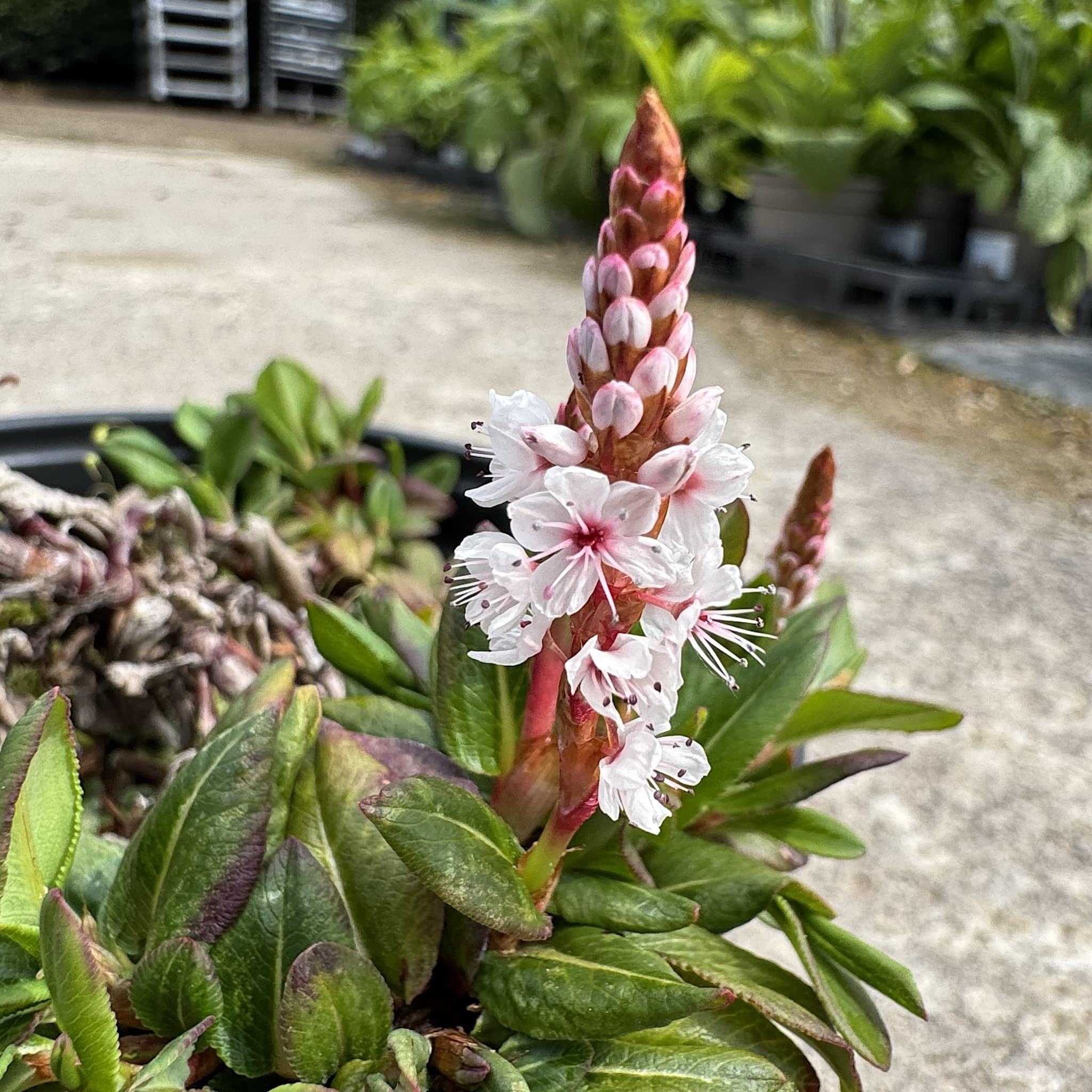 Persicaria 'Darjeeling Red'