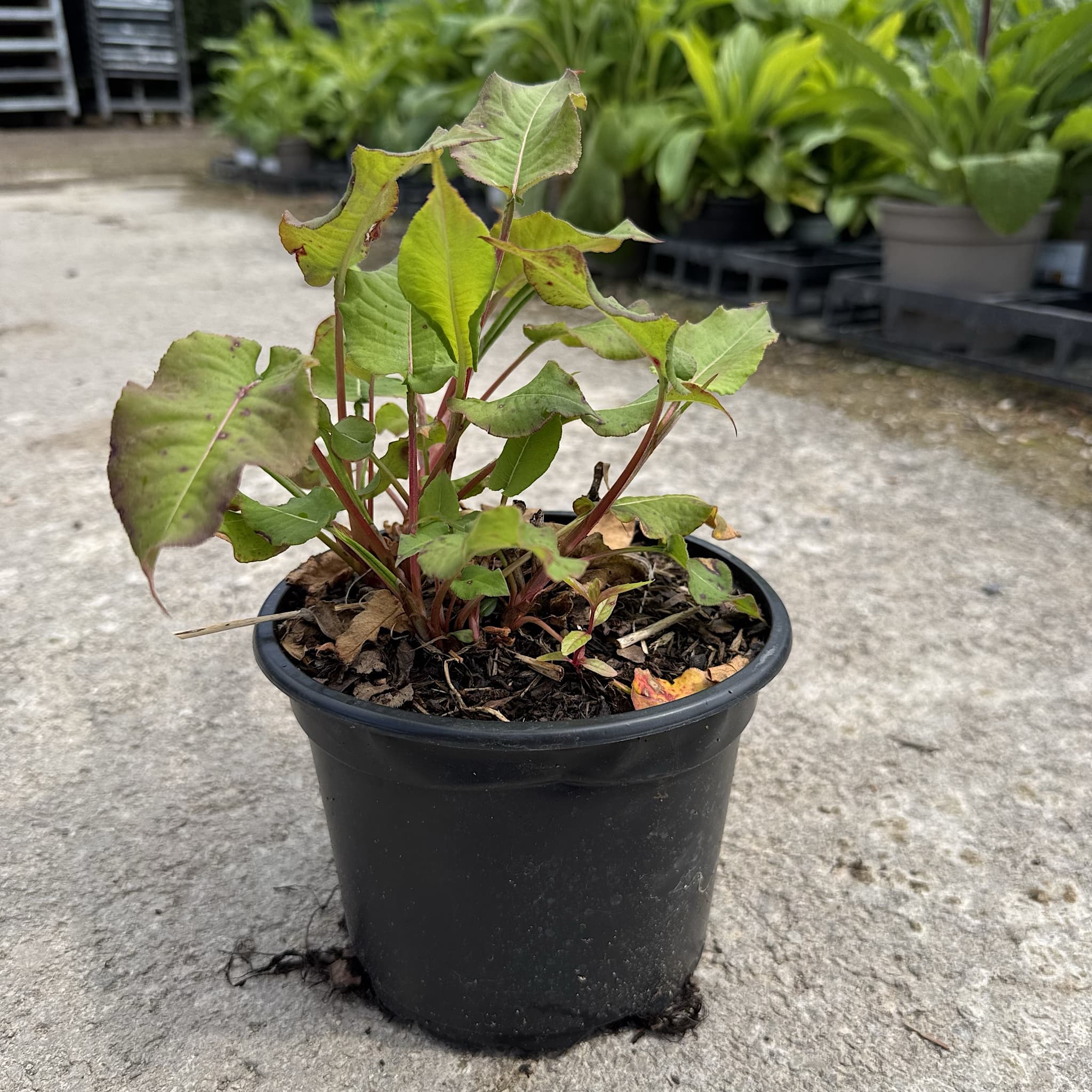 Persicaria amp ‘Firetail’