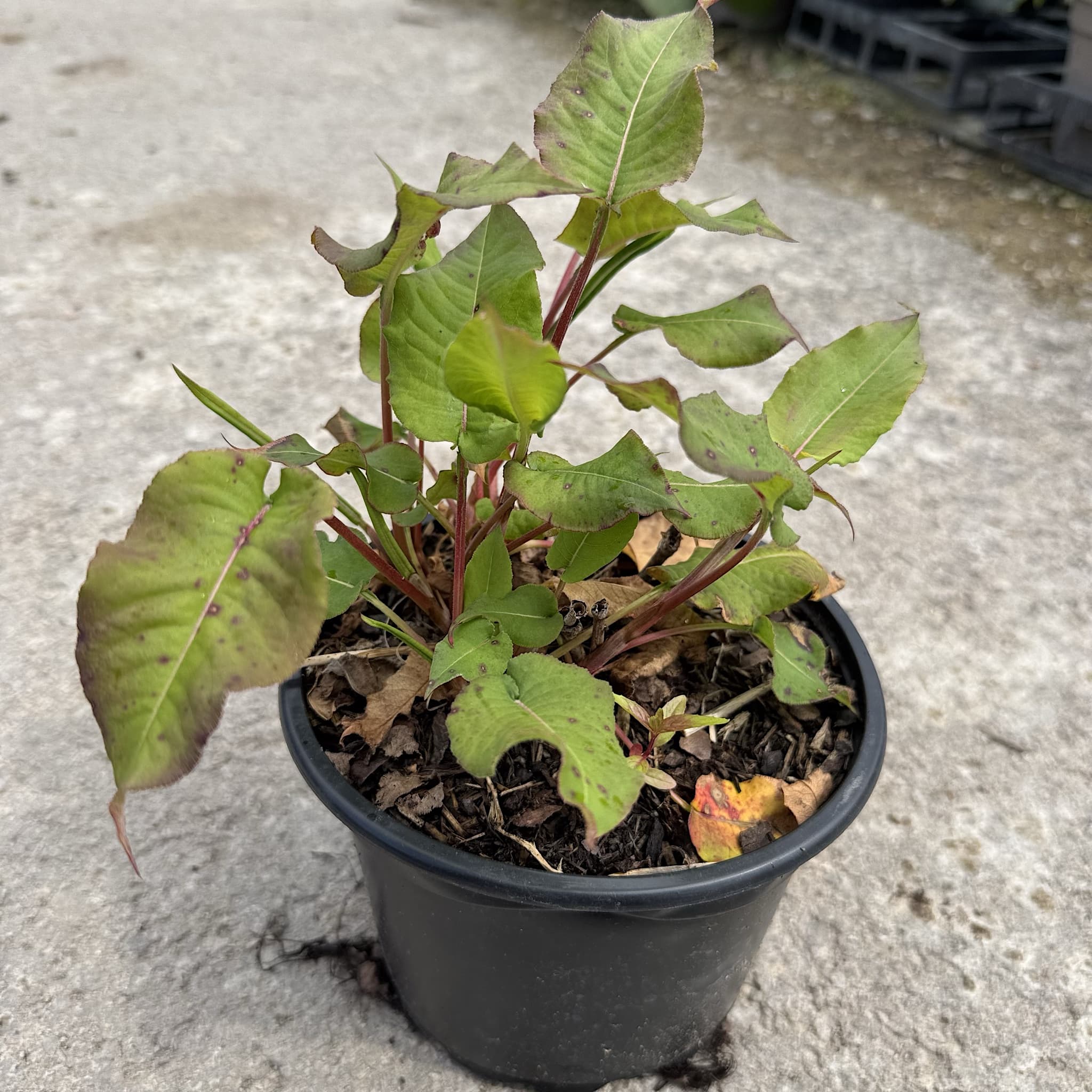 Persicaria amp ‘Firetail’