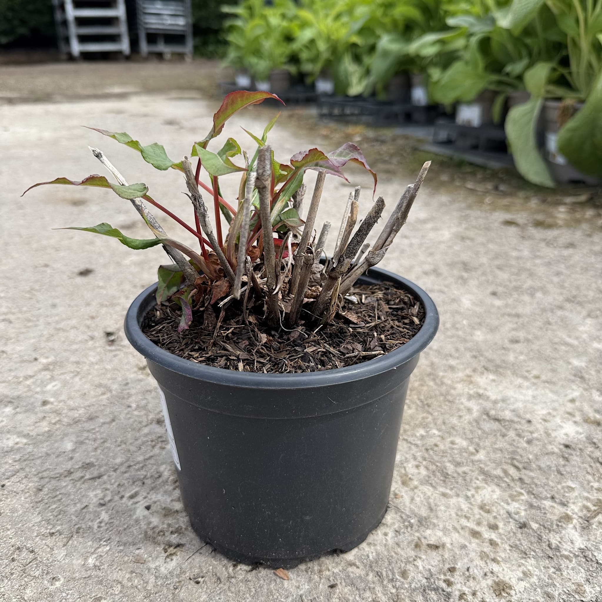 Persicaria amplexicaulis 'Pink Elephant'