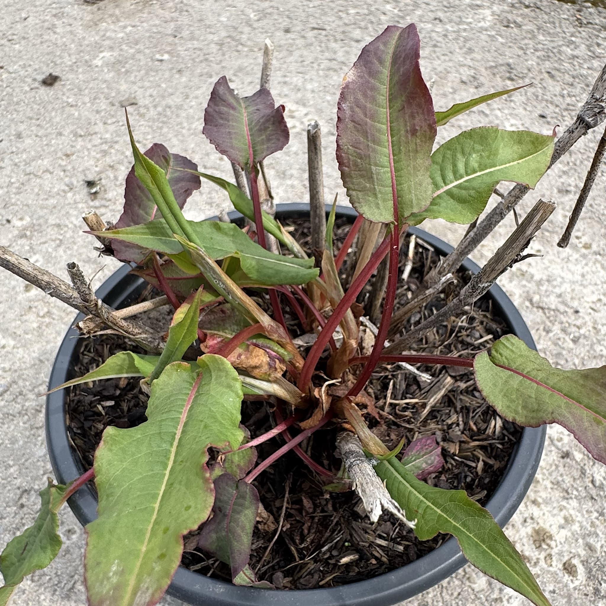 Persicaria amplexicaulis 'Pink Elephant'