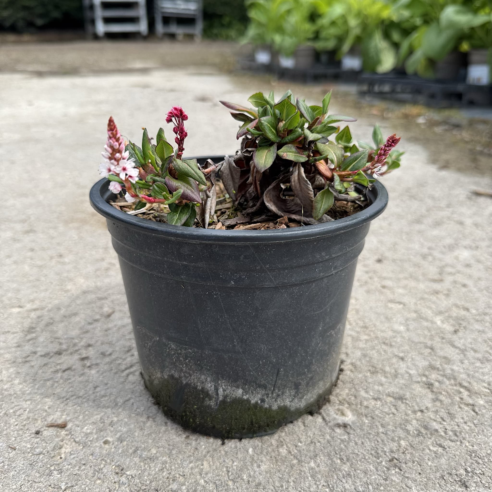 Persicaria affinis 'Superba'