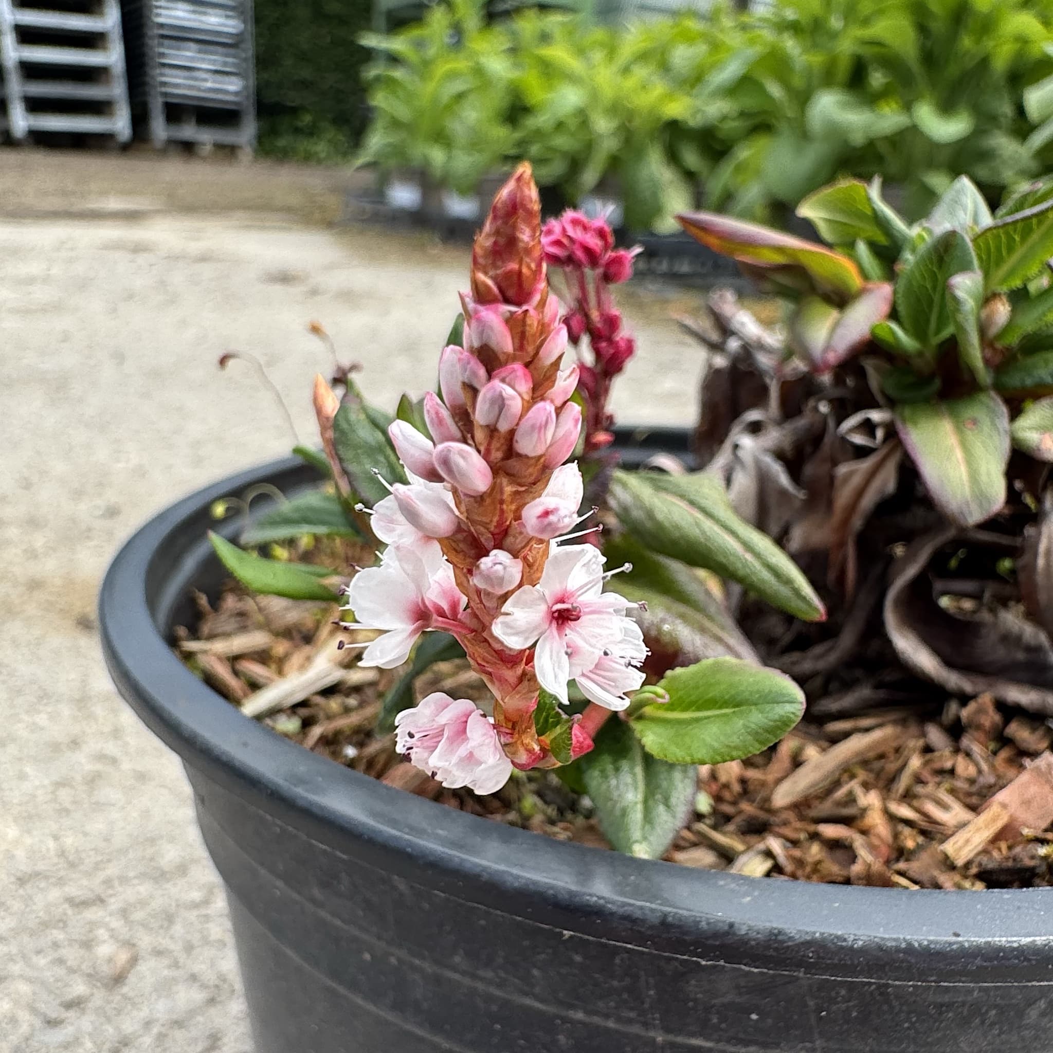 Persicaria affinis 'Superba'