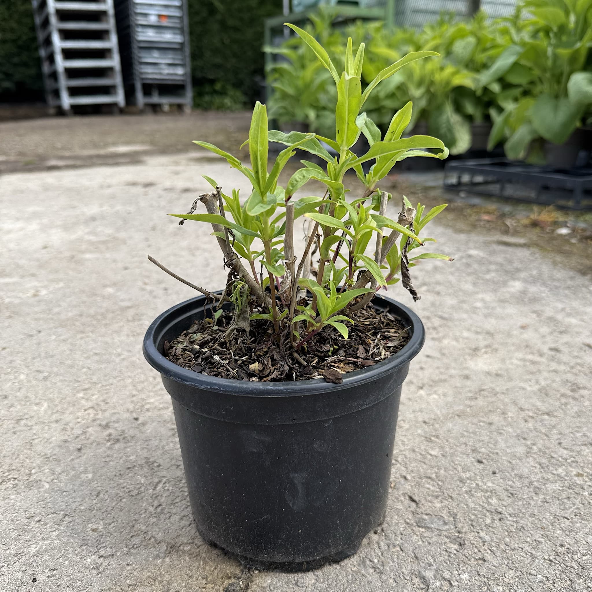 Penstemon 'White Bedder'