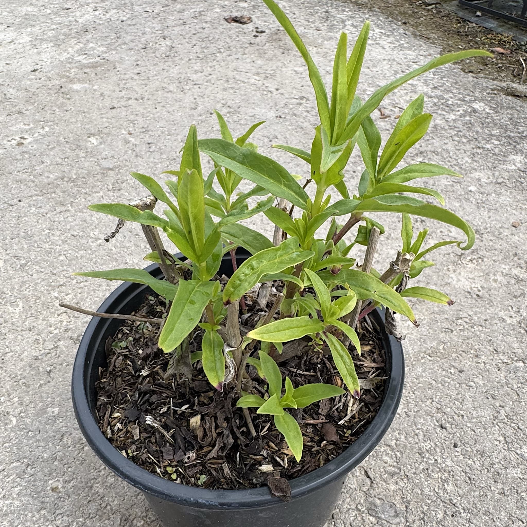 Penstemon 'White Bedder'