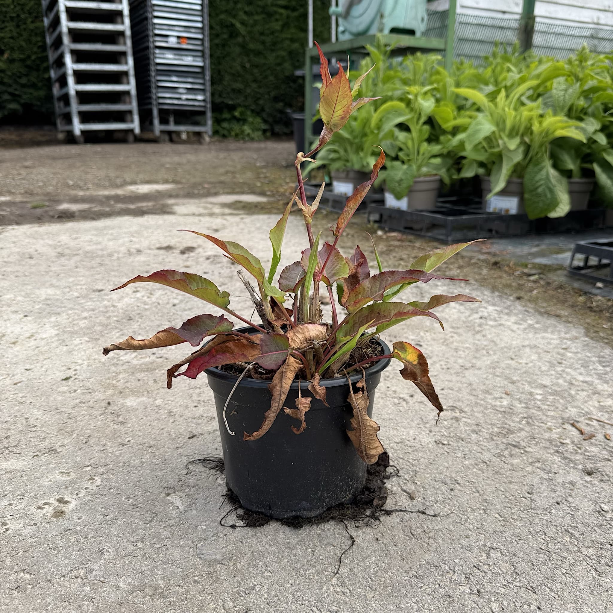 Persicaria amplexicaulis 'White Eastfield'