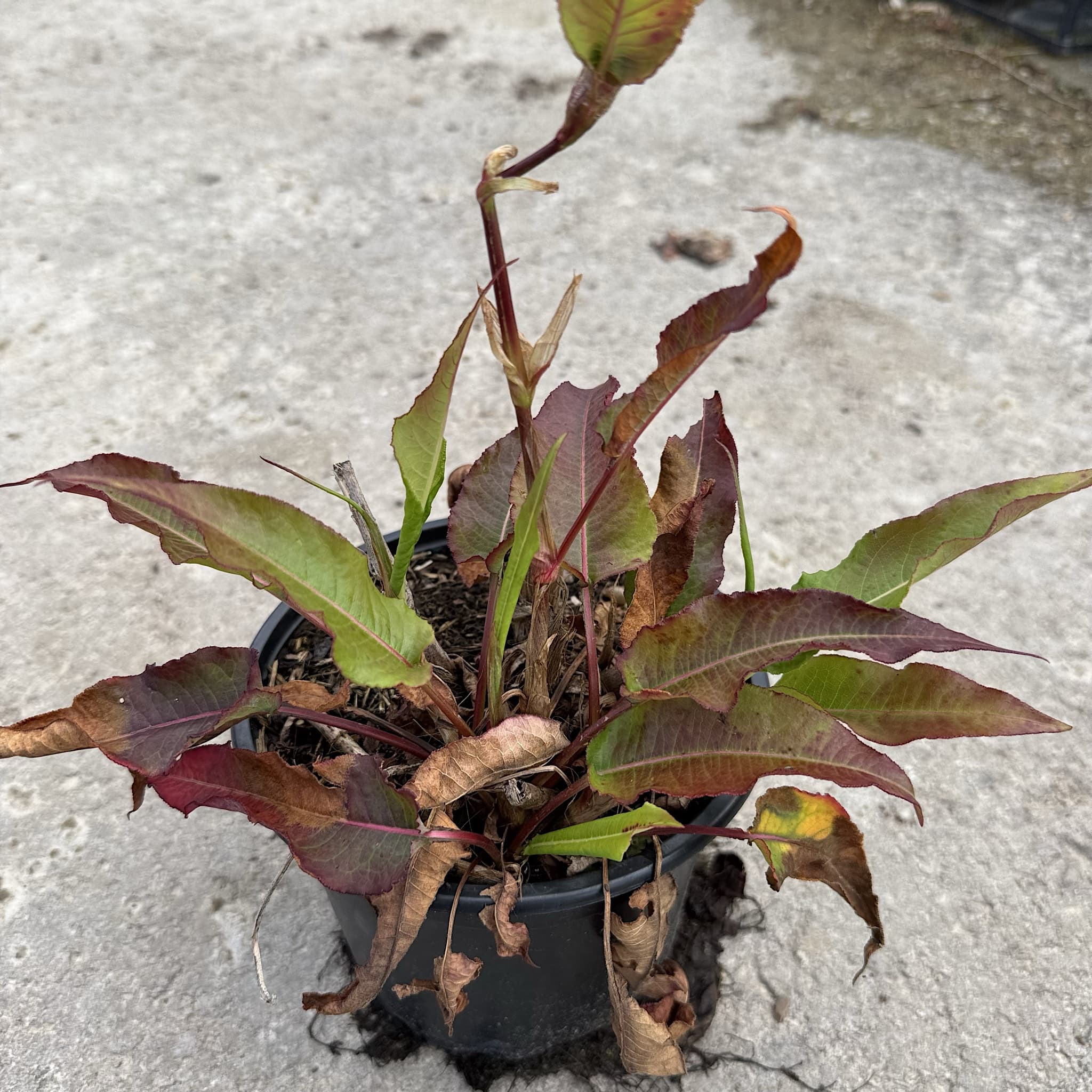 Persicaria amplexicaulis 'White Eastfield'