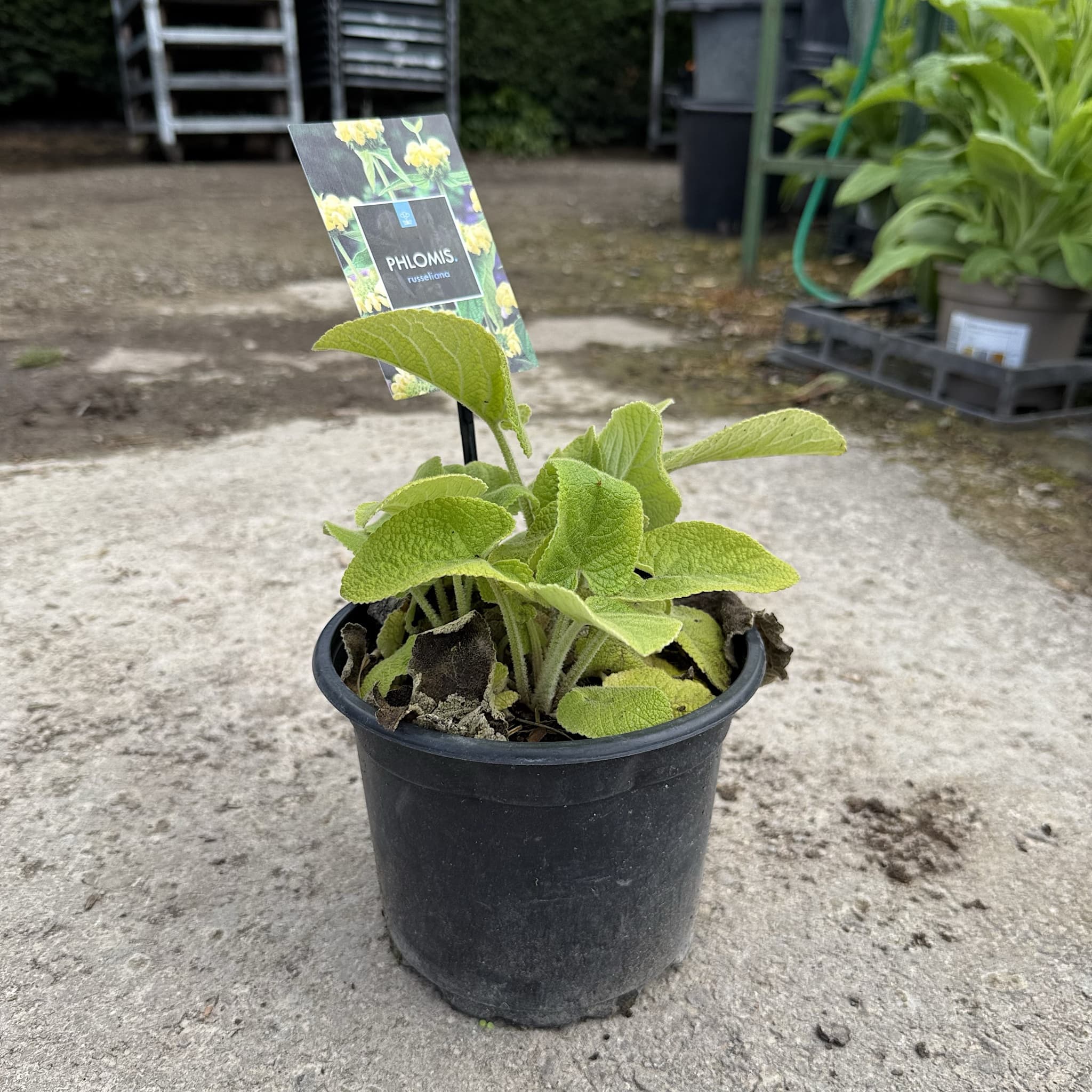 Phlomis russeliana