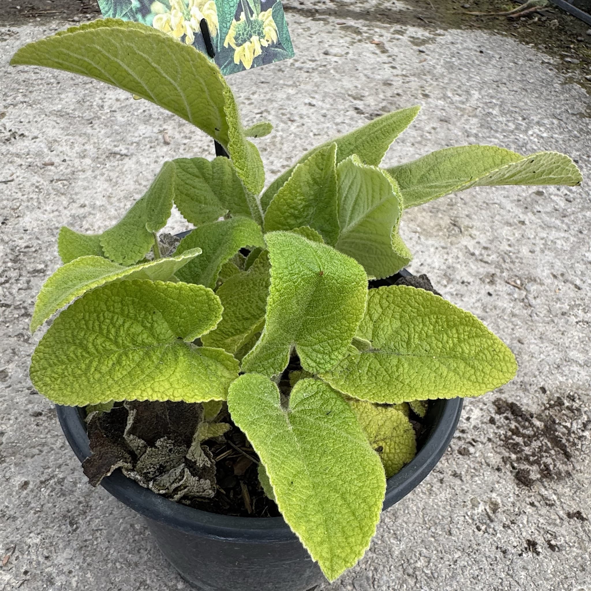 Phlomis russeliana