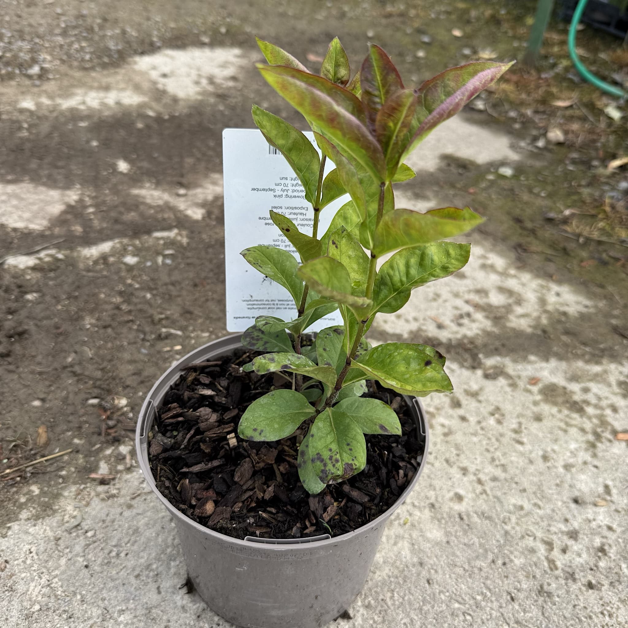 Phlox pan. 'Butonik'