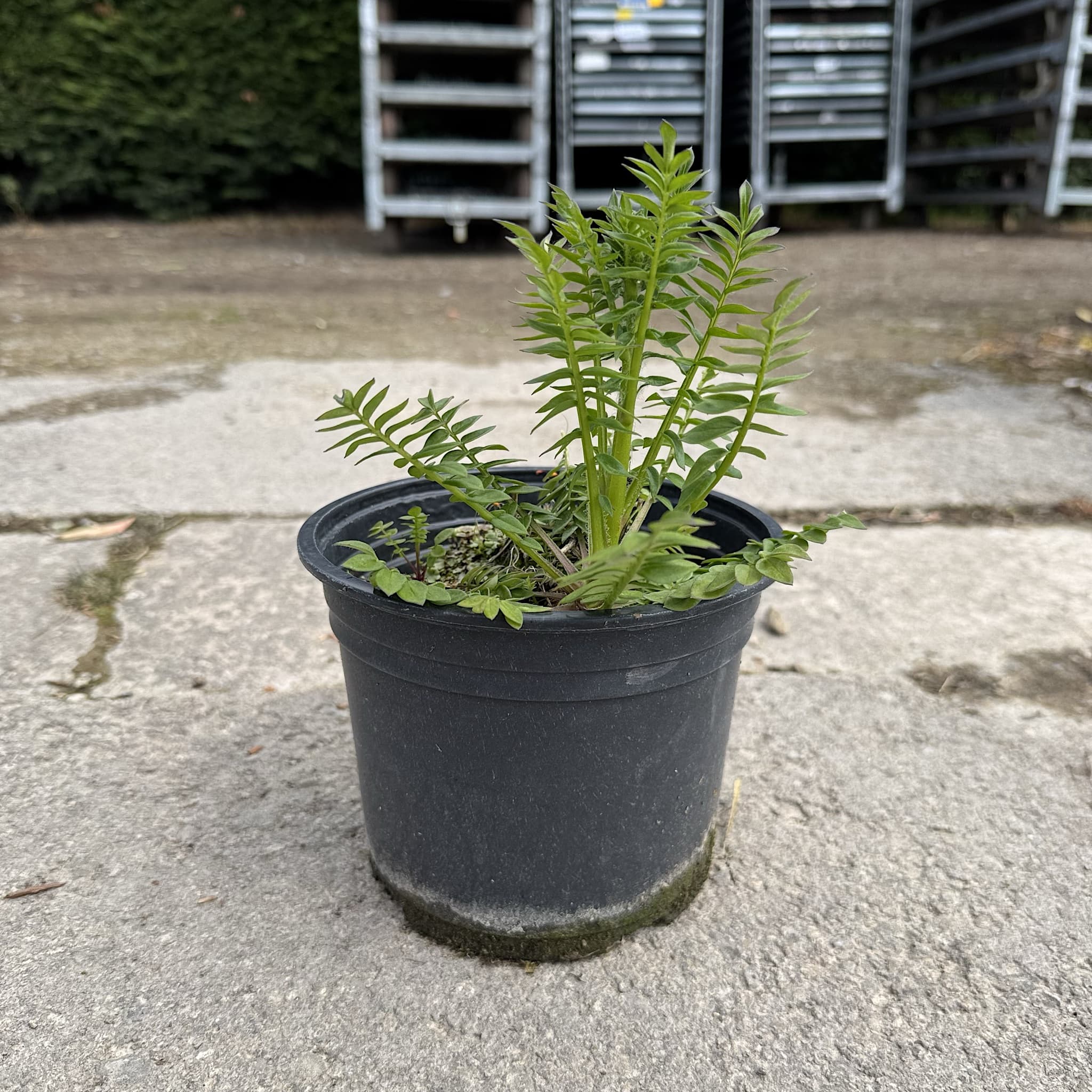 Polemonium caeruleum