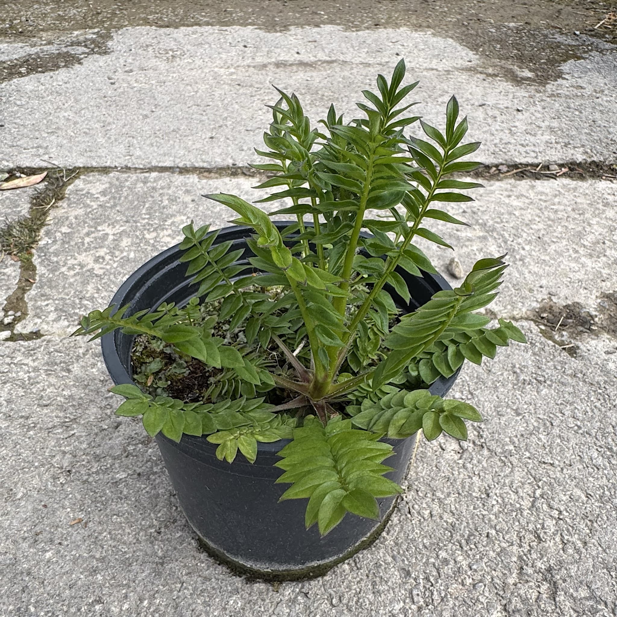 Polemonium caeruleum