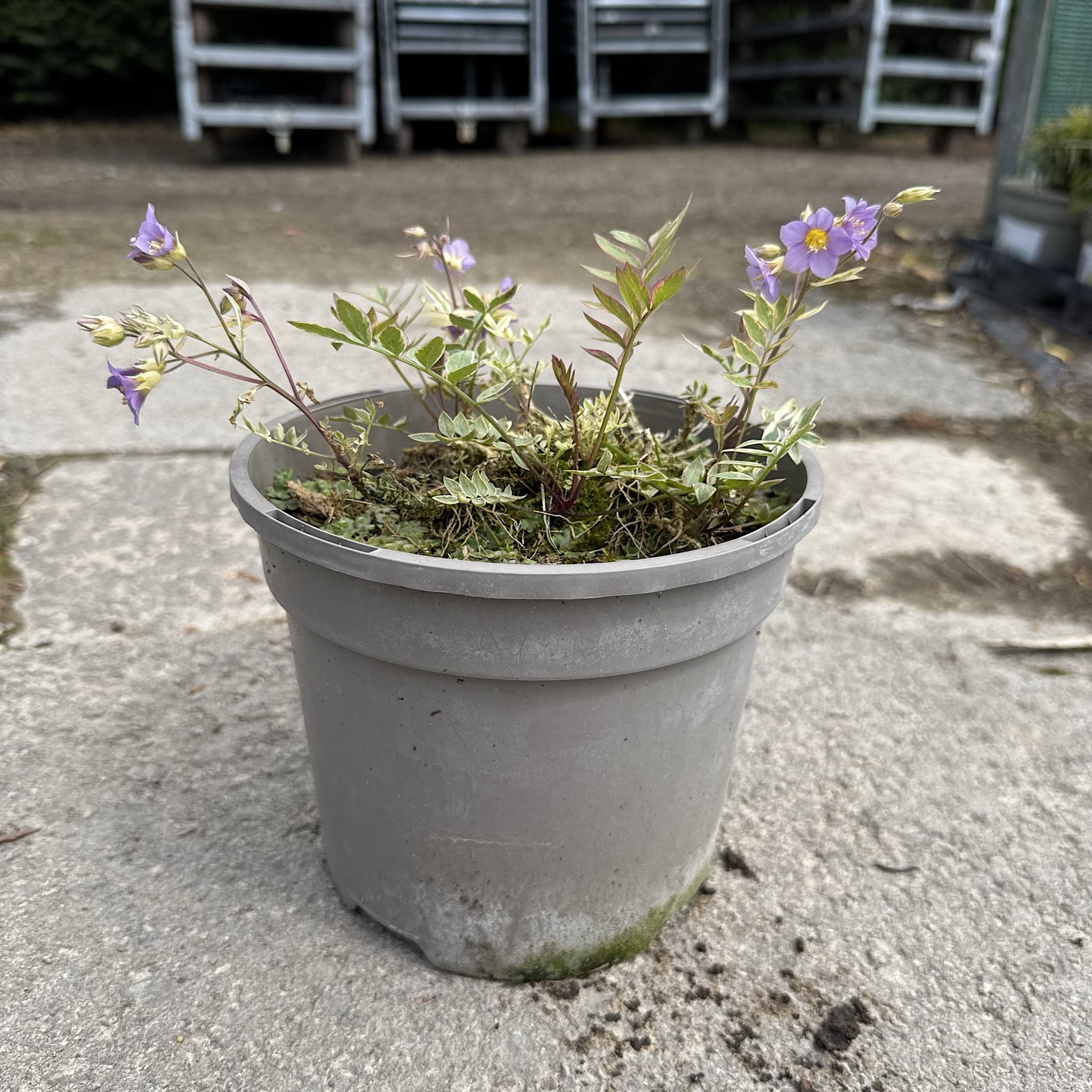 Polemonium 'Golden Feathers'
