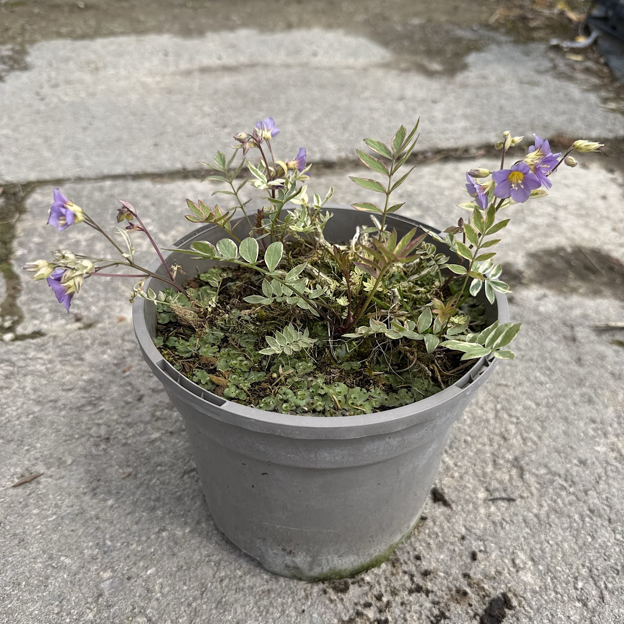 Polemonium 'Golden Feathers'