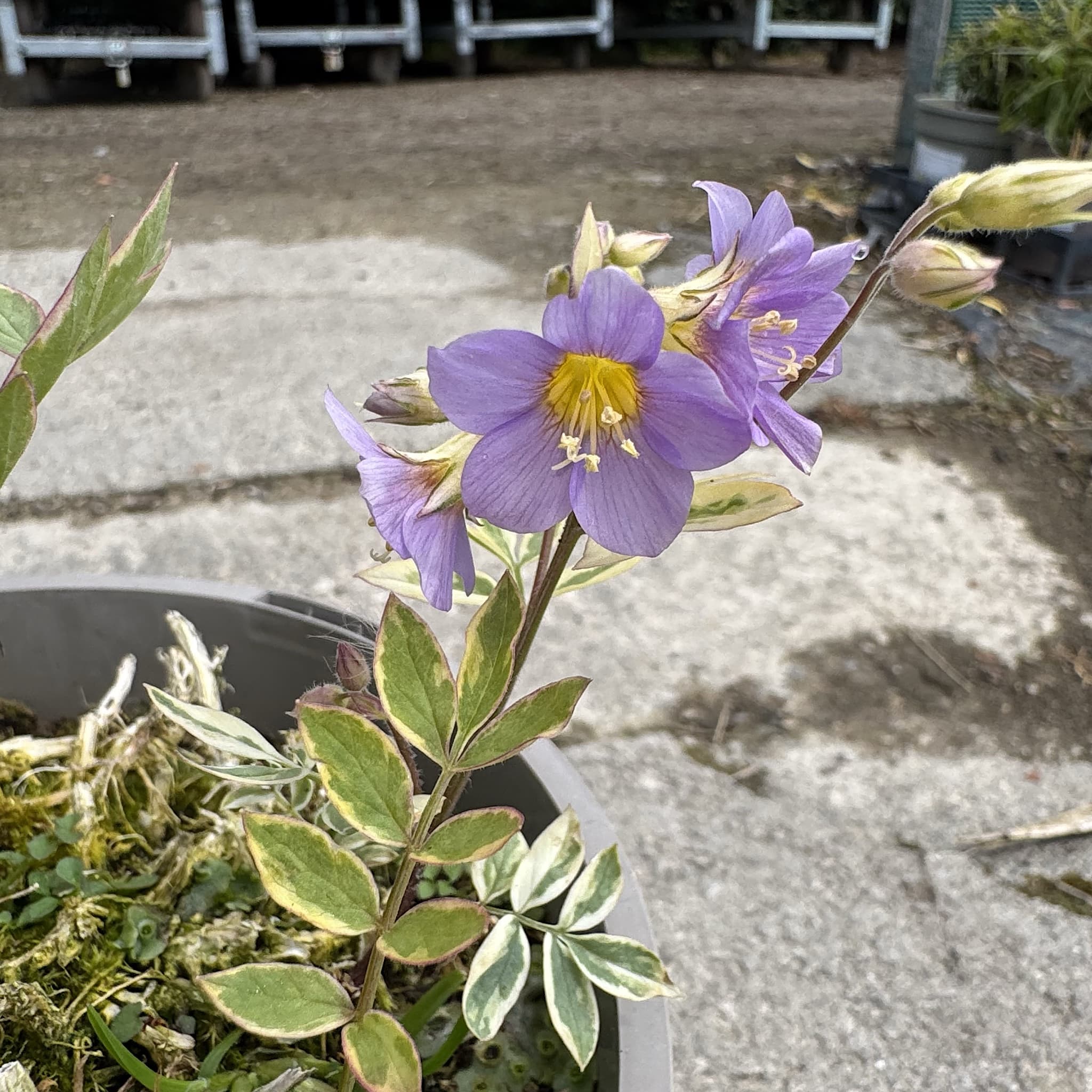 Polemonium 'Golden Feathers'
